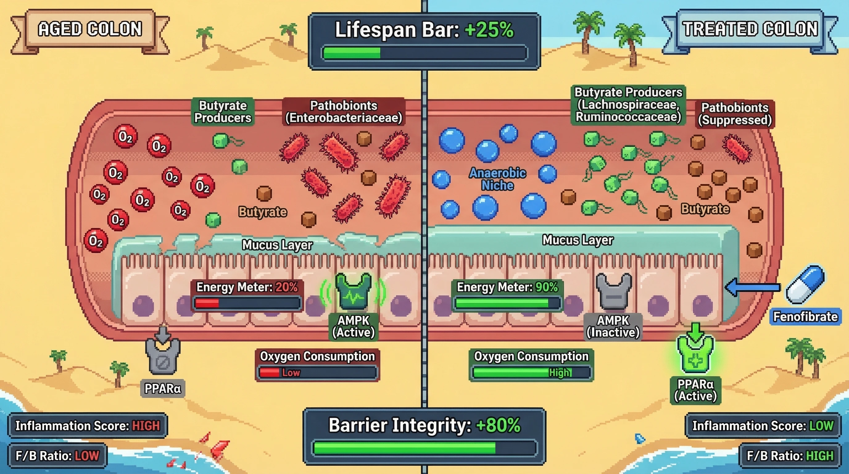 Infographic for: Post‑70 Firmicutes/Bacteroidetes decline reflects host‑mediated restoration of colonic oxygen gradient via PPARα‑driven butyrate oxidation