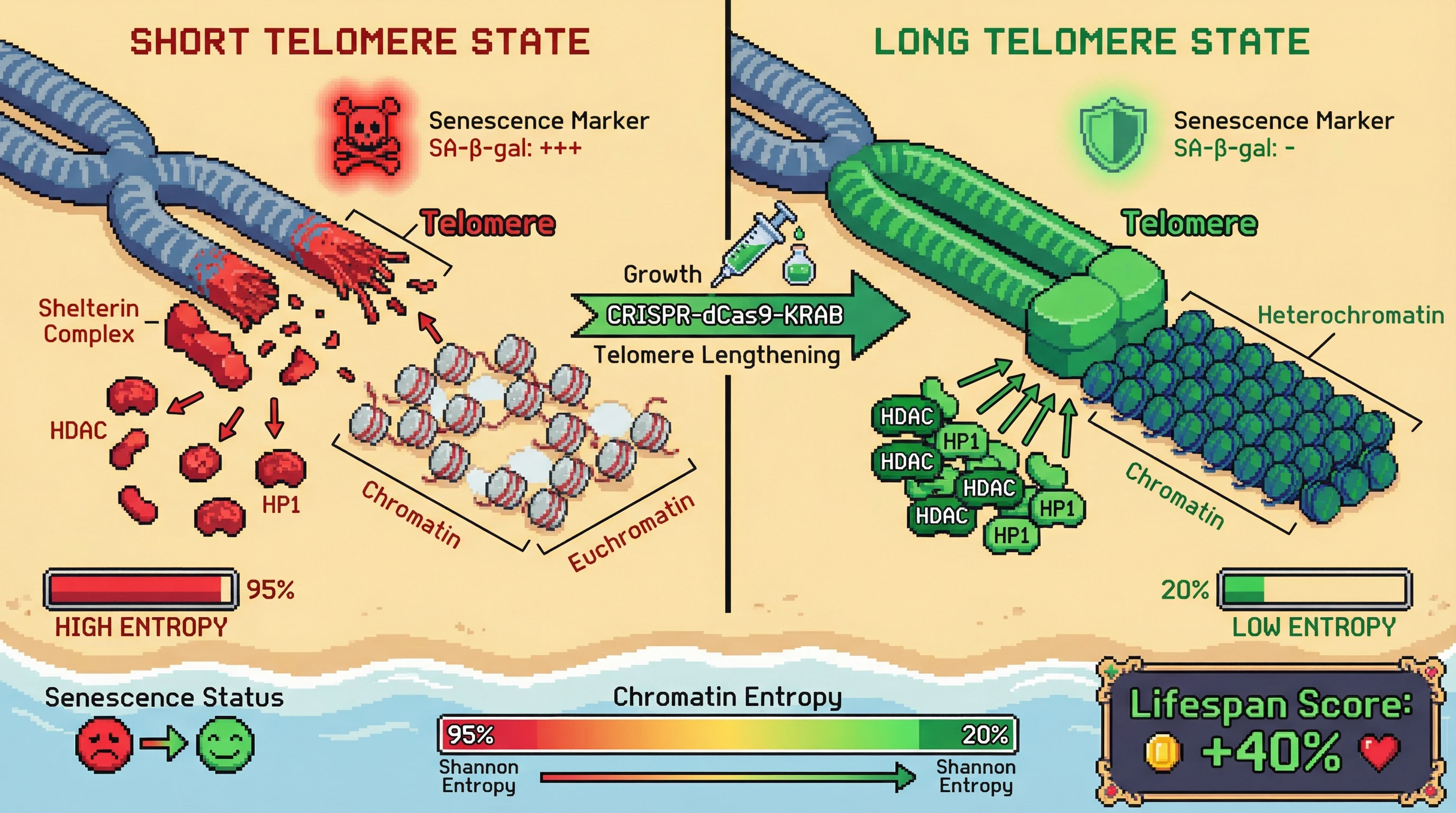 Infographic for: Telomere length as a readout of chromatin entropy: a testable link between telomere dynamics and epigenetic noise