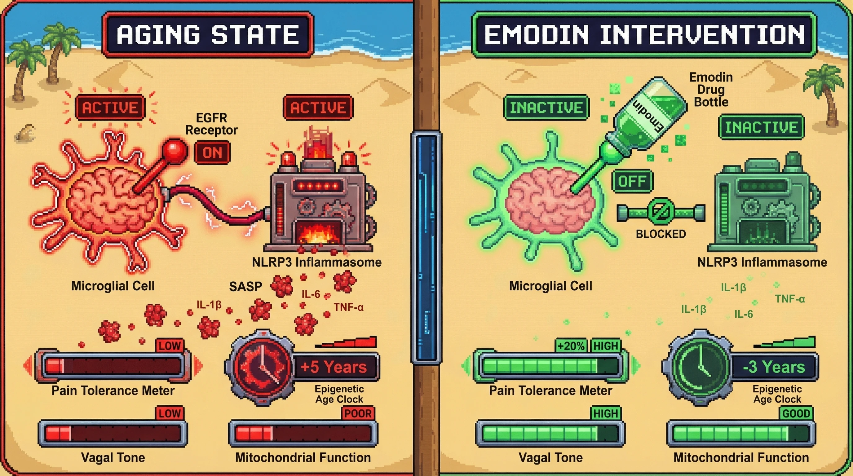 Infographic for: Emodin-mediated EGFR inhibition reverses epigenetic age acceleration by enhancing pain tolerance via neuroimmune modulation