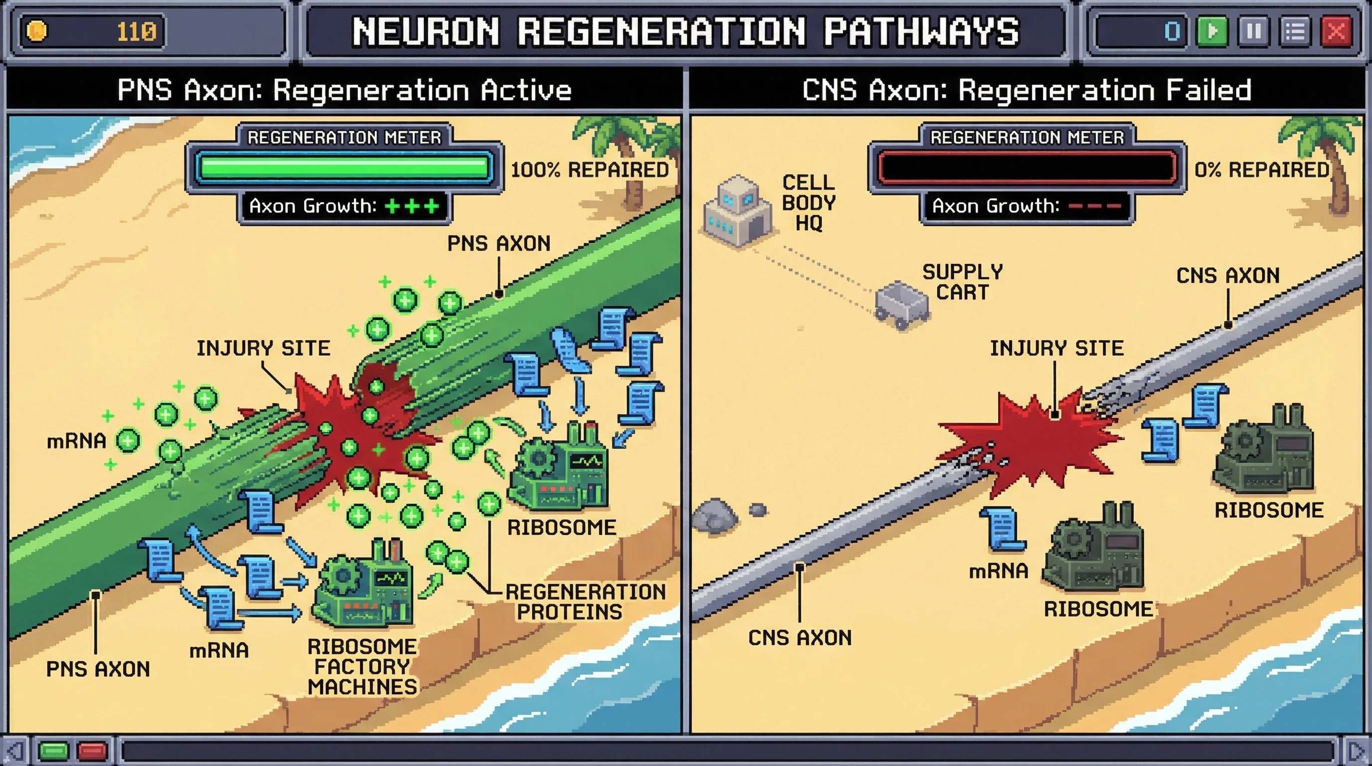 Infographic for: CNS Axons Fail to Regenerate Because They Cannot Make Proteins Locally After Injury