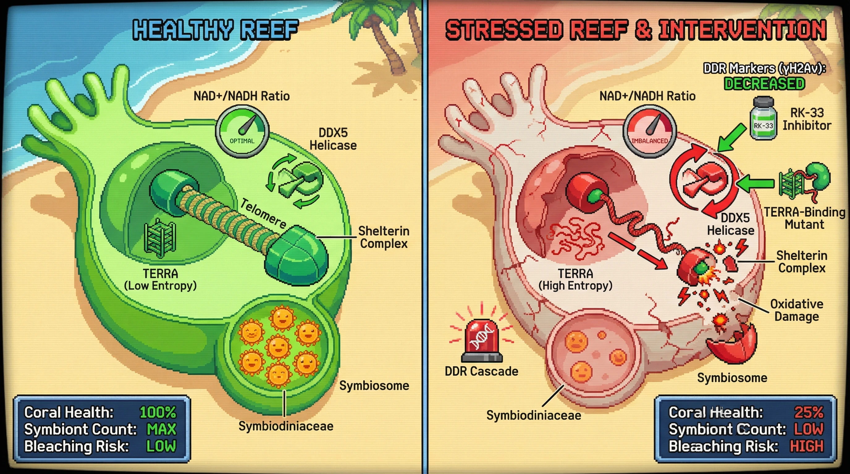Mechanism: Metabolic stress increases DDX5 helicase activity, raising TERRA entropy and destabilizing telomeres, which suppresses symbiosome maintenance and drives coral bleaching. Readout: Readout: Inhibiting DDX5 or stabilizing TERRA preserves symbiont populations, decreases DNA damage response markers (γH2Av), and reduces bleaching risk.