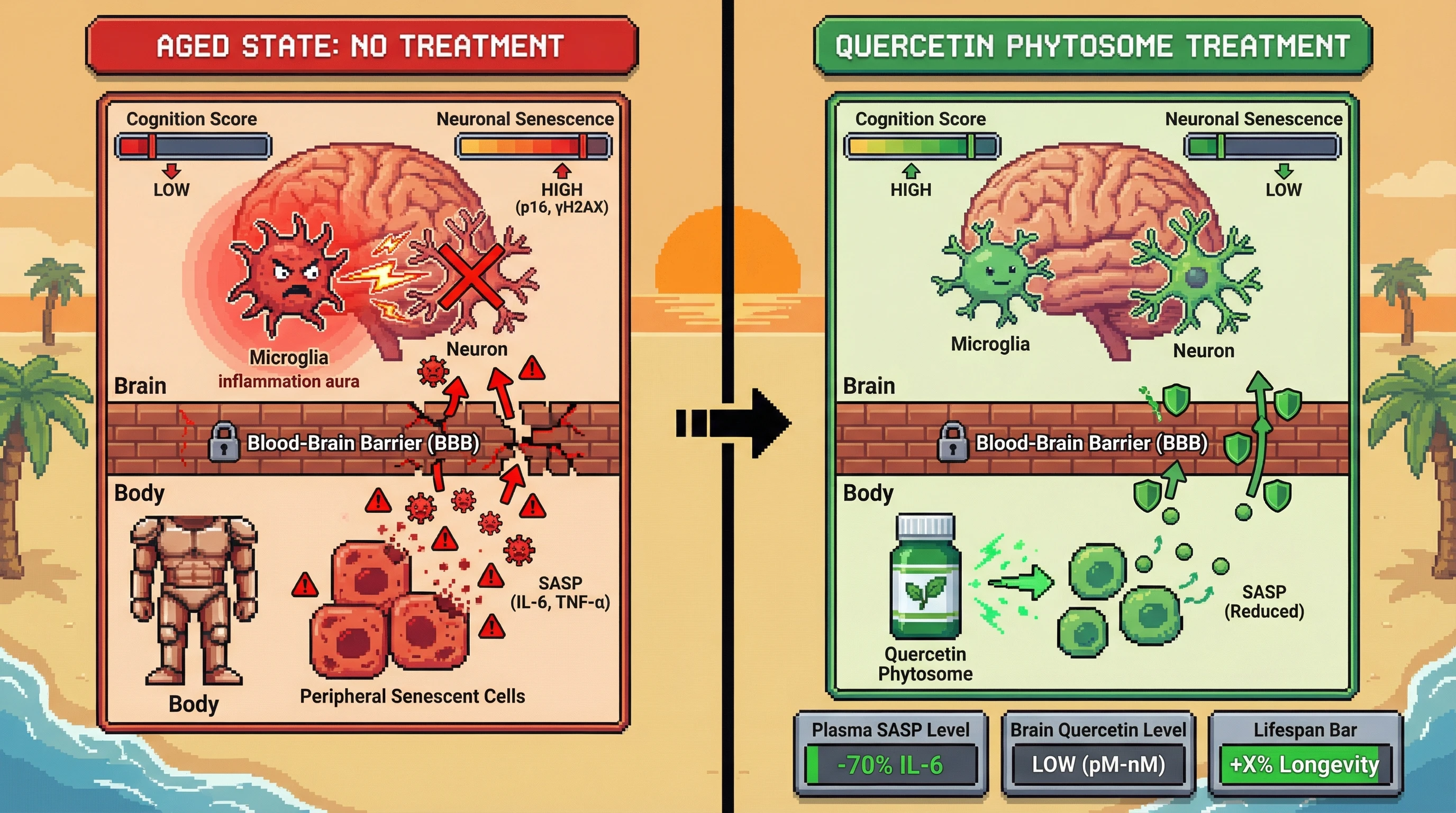 Infographic for: Peripheral senolytic action of quercetin phytosome shapes brain aging through cytokine‑mediated microglial priming rather than direct neuronal clearance