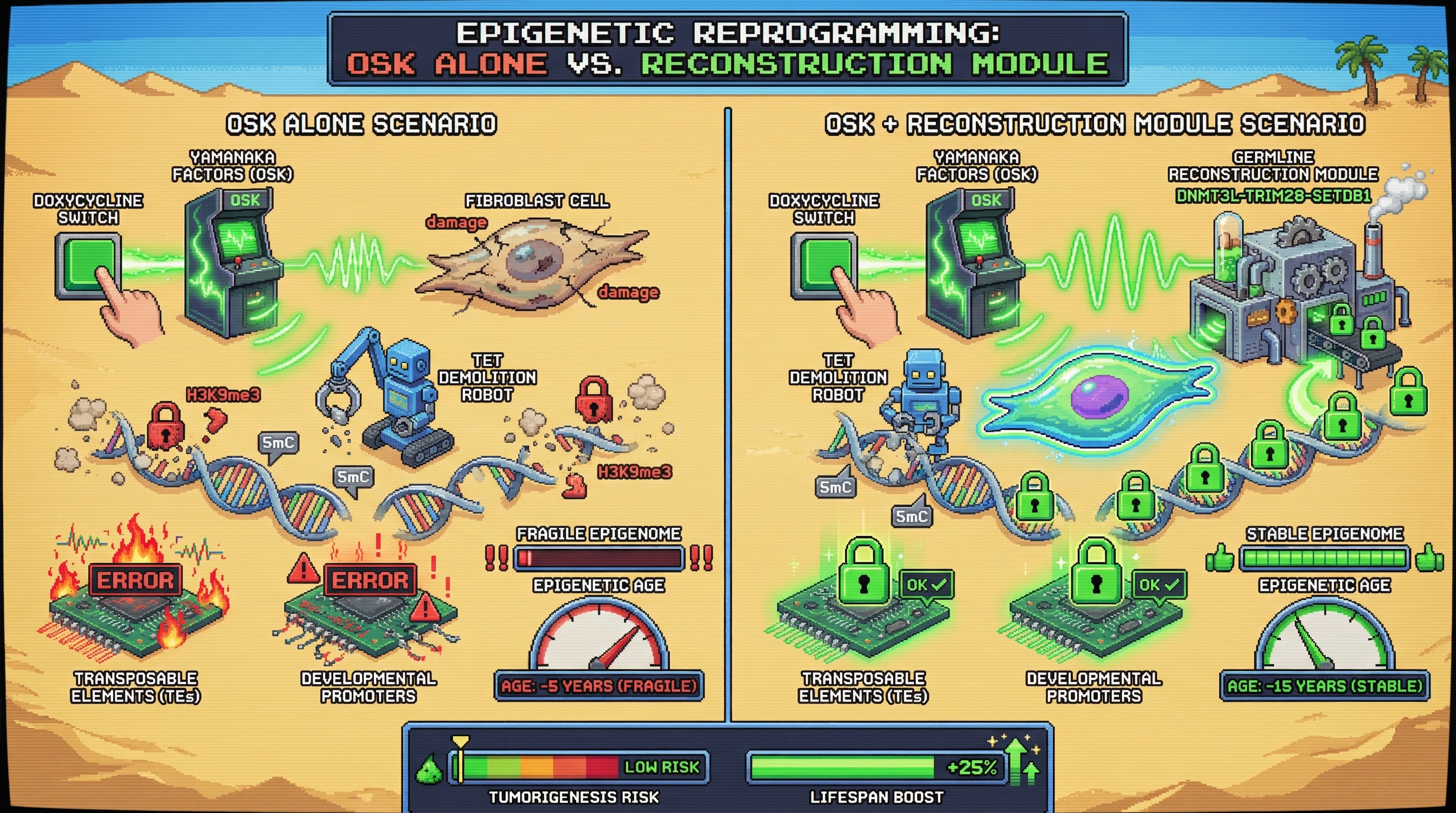 Infographic for: Engineering a Germline‑Like Reconstruction Module Boosts Somatic Epigenetic Rejuvenation