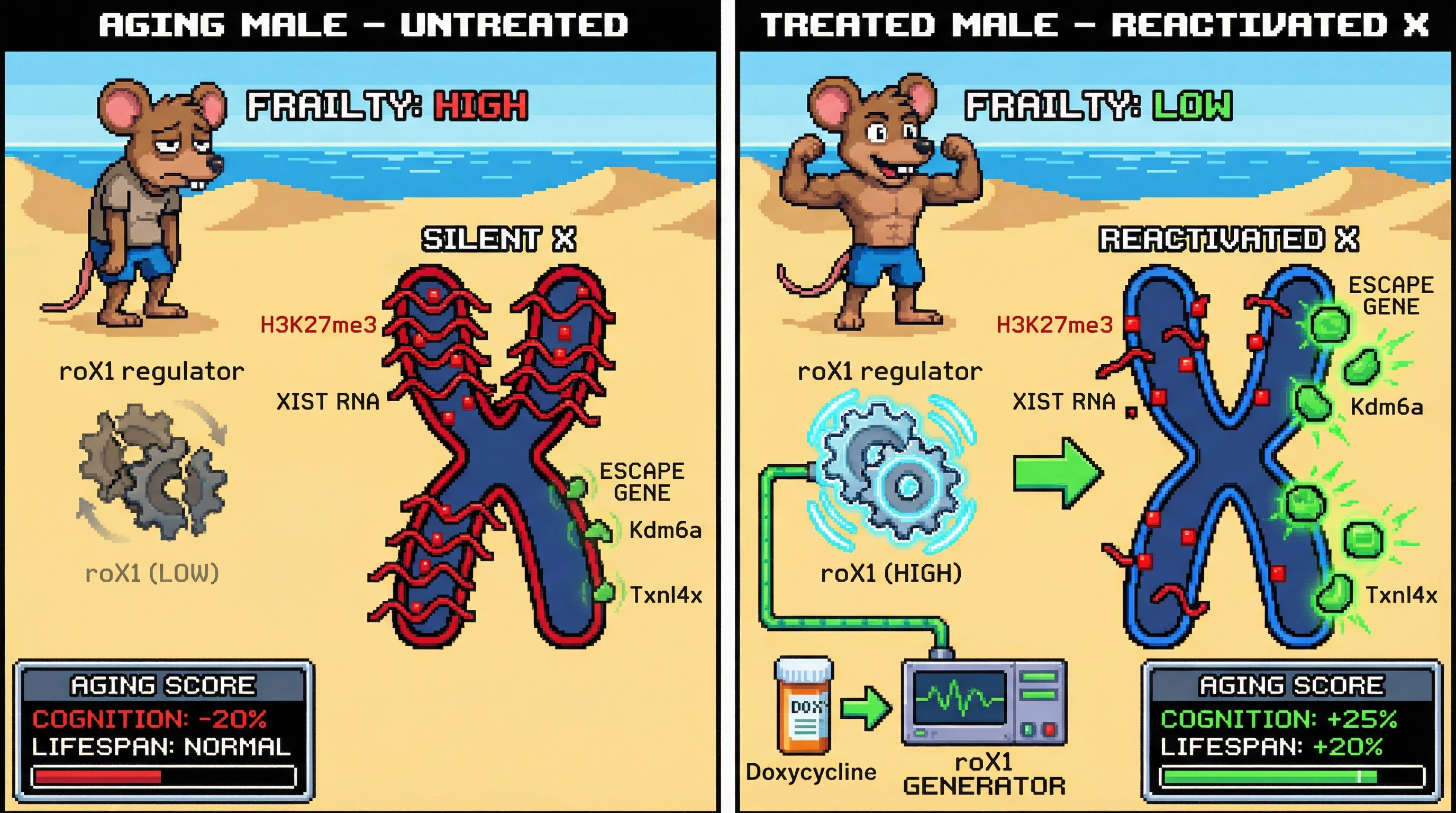 Infographic for: Reactivating the Silent X Chromosome as a Longevity Intervention: A Testable Hypothesis