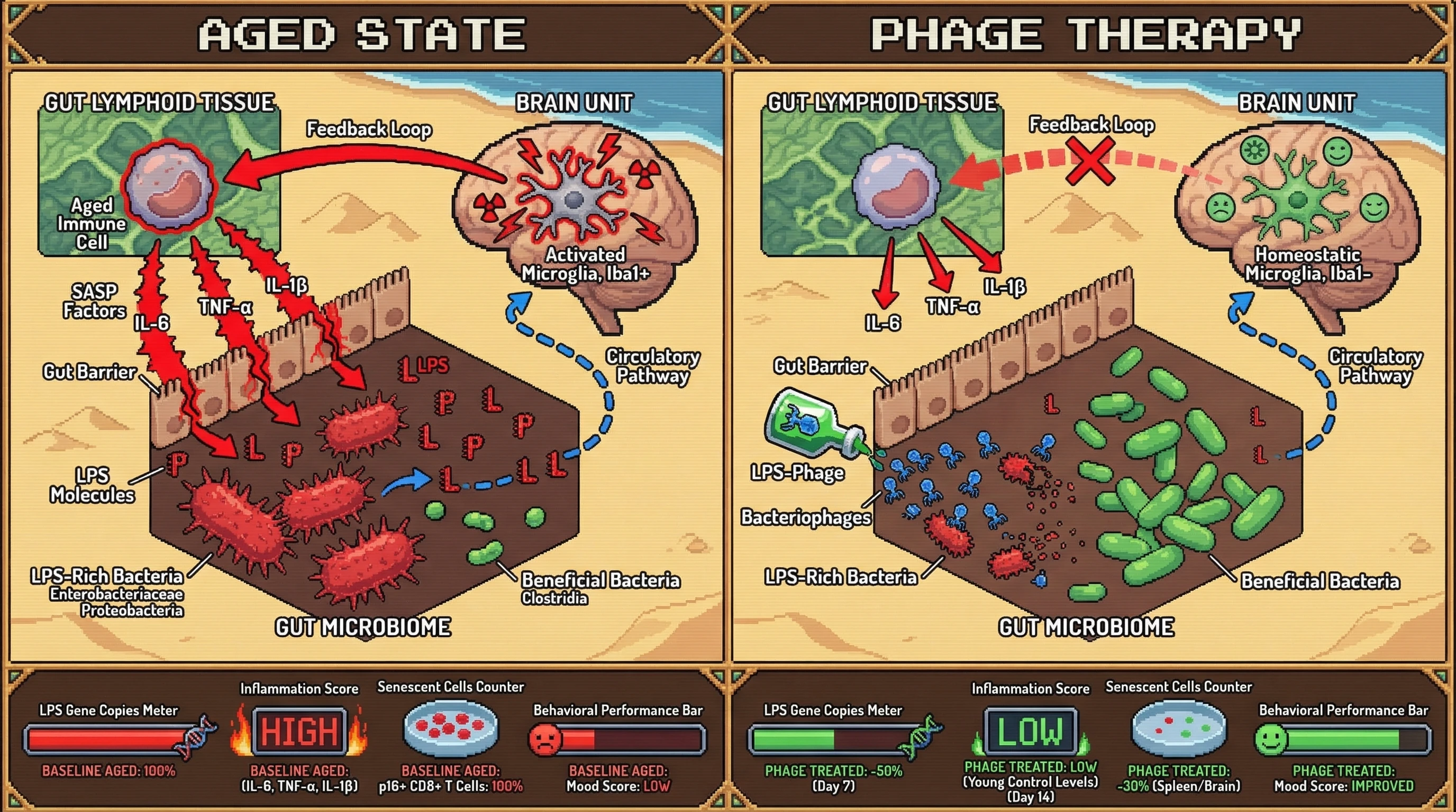 Mechanism: Oral bacteriophage therapy targets and depletes LPS-rich gut bacteria, reducing systemic endotoxin and breaking the senescent immune-microbiome feedback loop. Readout: Readout: This leads to a 50% reduction in fecal LPS, decline in plasma inflammatory cytokines, and a ≥30% decrease in senescent T cells, correlating with improved mood-like behaviors.