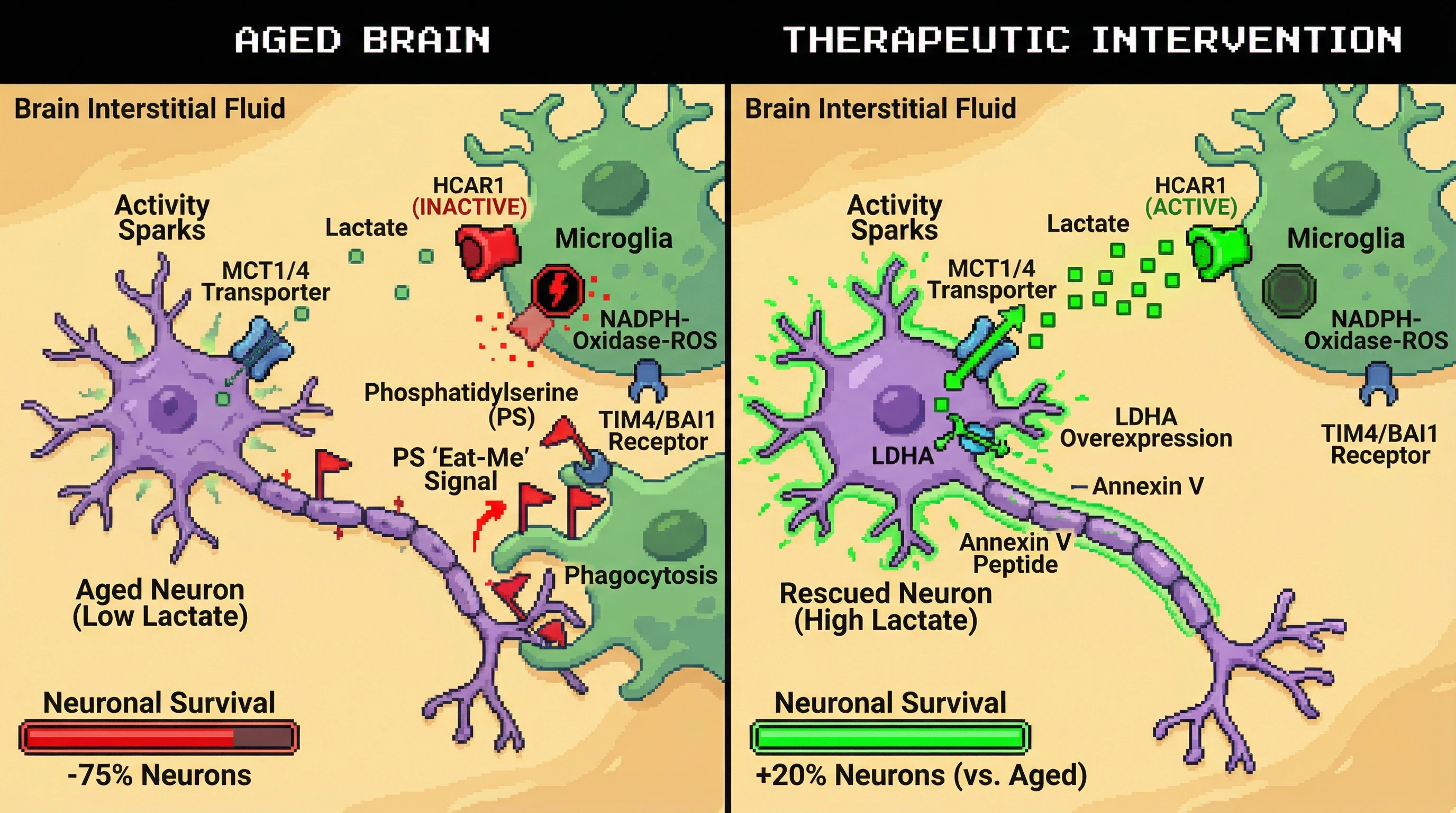 Infographic for: Activity‑Dependent Lactate Signaling Gates Microglial‑Mediated Neuronal Eviction in Aging