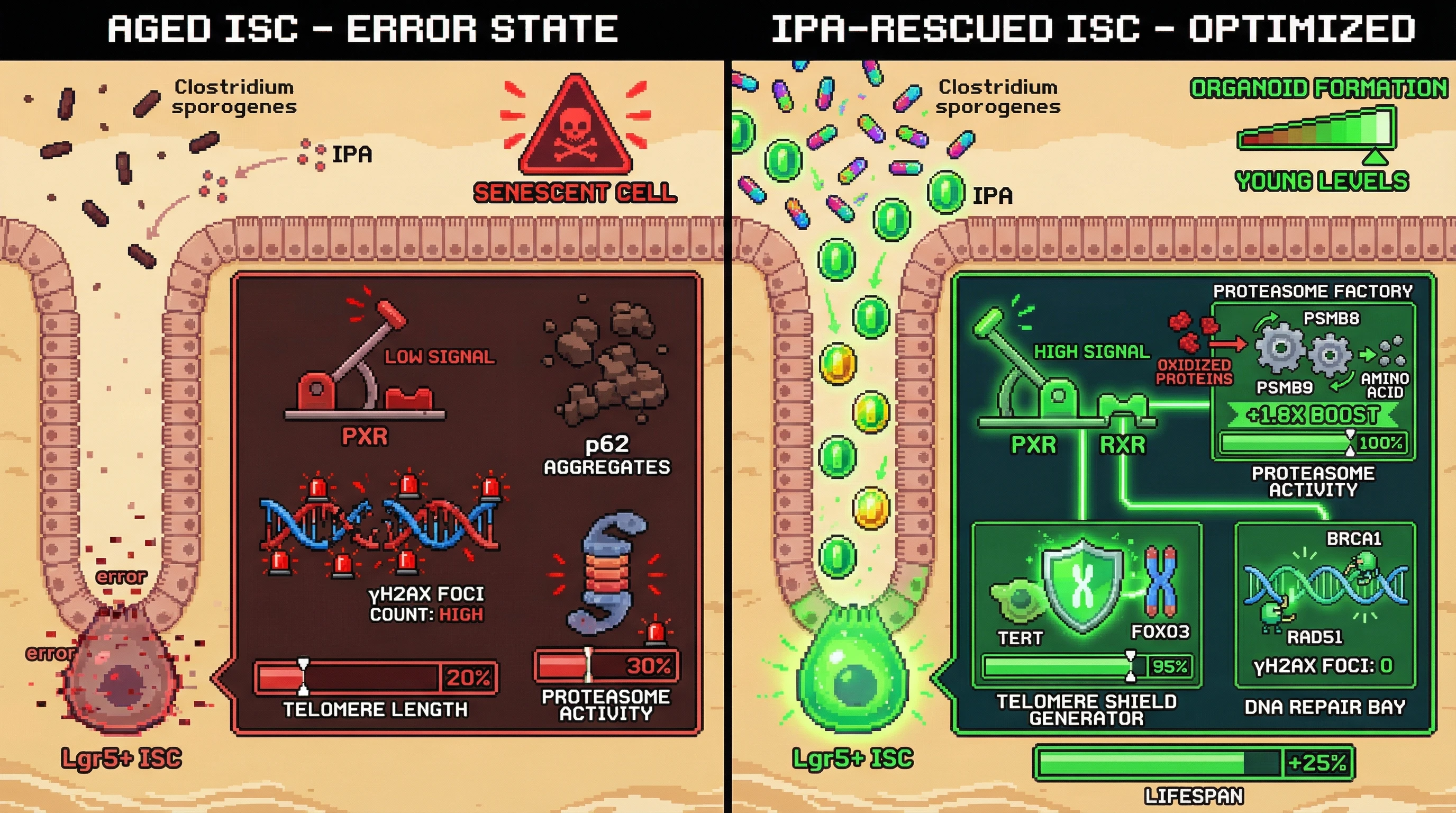 Infographic for: IPA‑PXR signaling sustains intestinal stem cell quality control by coupling microbiome‑derived metabolites to proteasome activation, DNA repair, and telomere maintenance