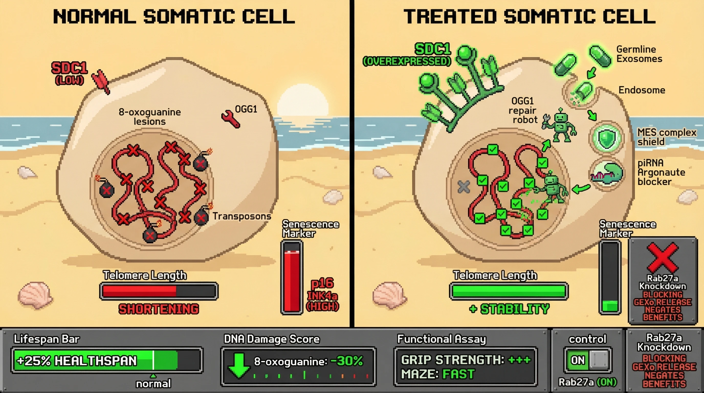 Infographic for: Germline‑Derived Exosomes Can Confer Somatic Genome Stability