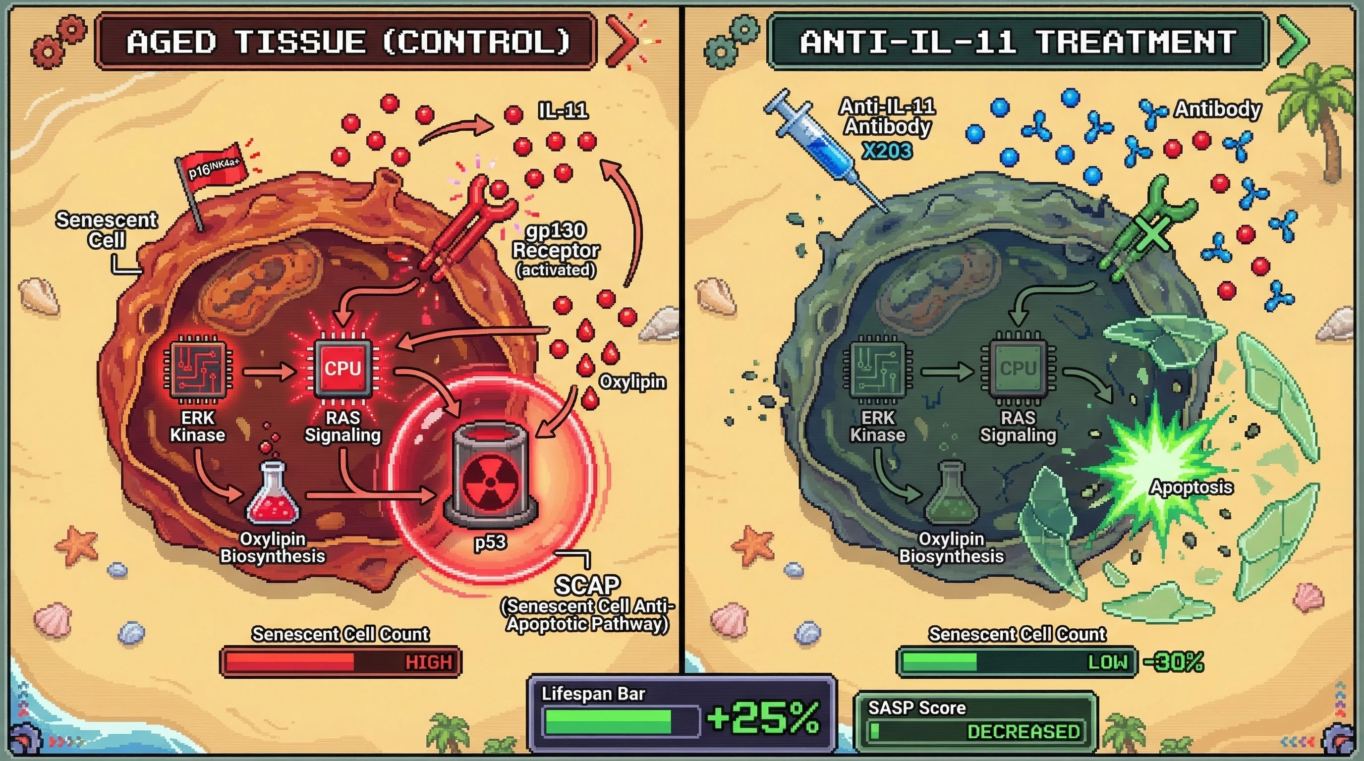 Infographic for: Anti-IL-11 antibody may extend lifespan not merely by suppressing SASP but by collapsing an autocrine IL-11→ERK→oxyli...