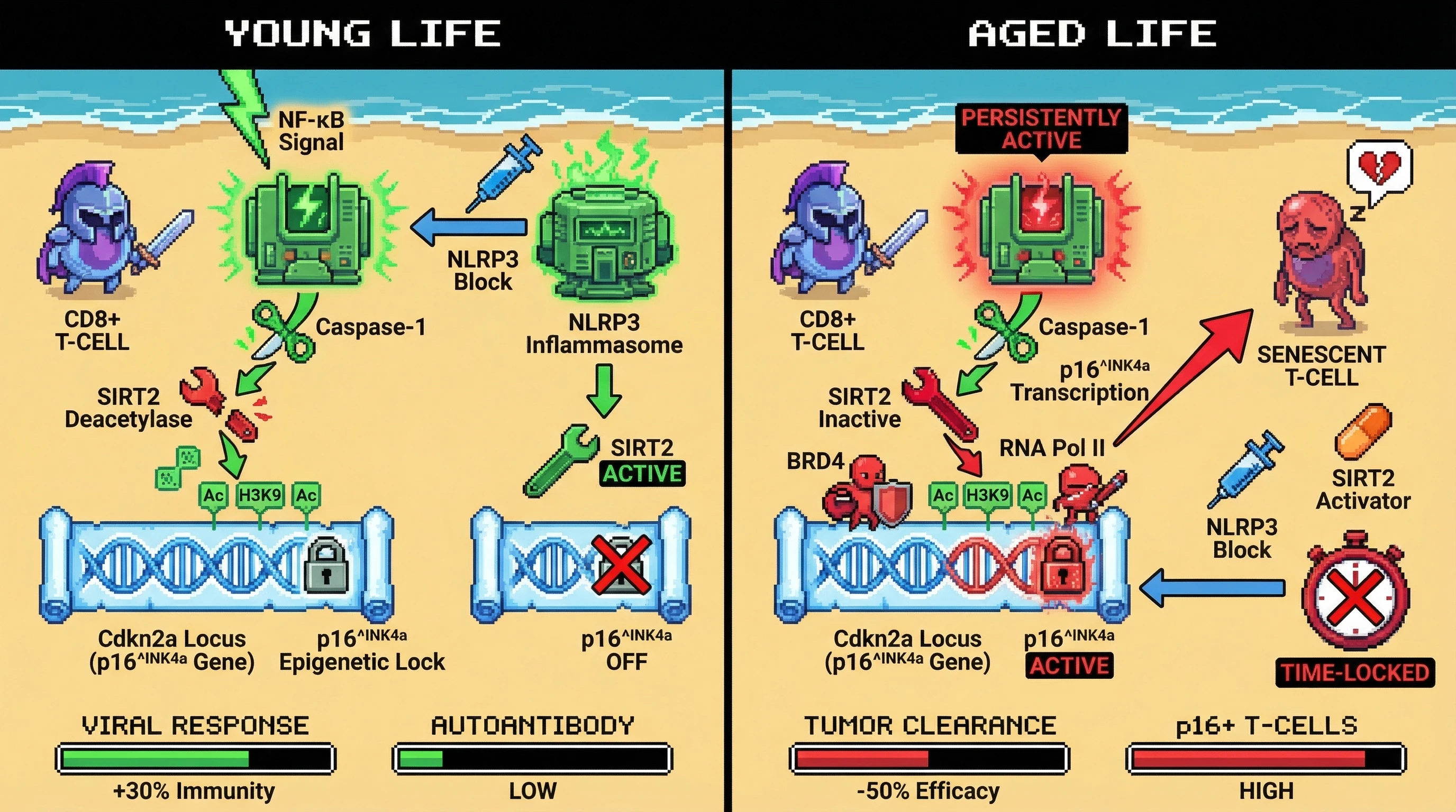 Mechanism: Persistent NF-κB/NLRP3 signaling leads to SIRT2 cleavage, causing H3K9 acetylation at the Cdkn2a locus and an irreversible epigenetic lock that drives T-cell senescence. Readout: Readout: Early-life NLRP3 blockade enhances viral immunity, while late-life interventions fail to reverse p16^INK4a activation or improve tumor clearance.