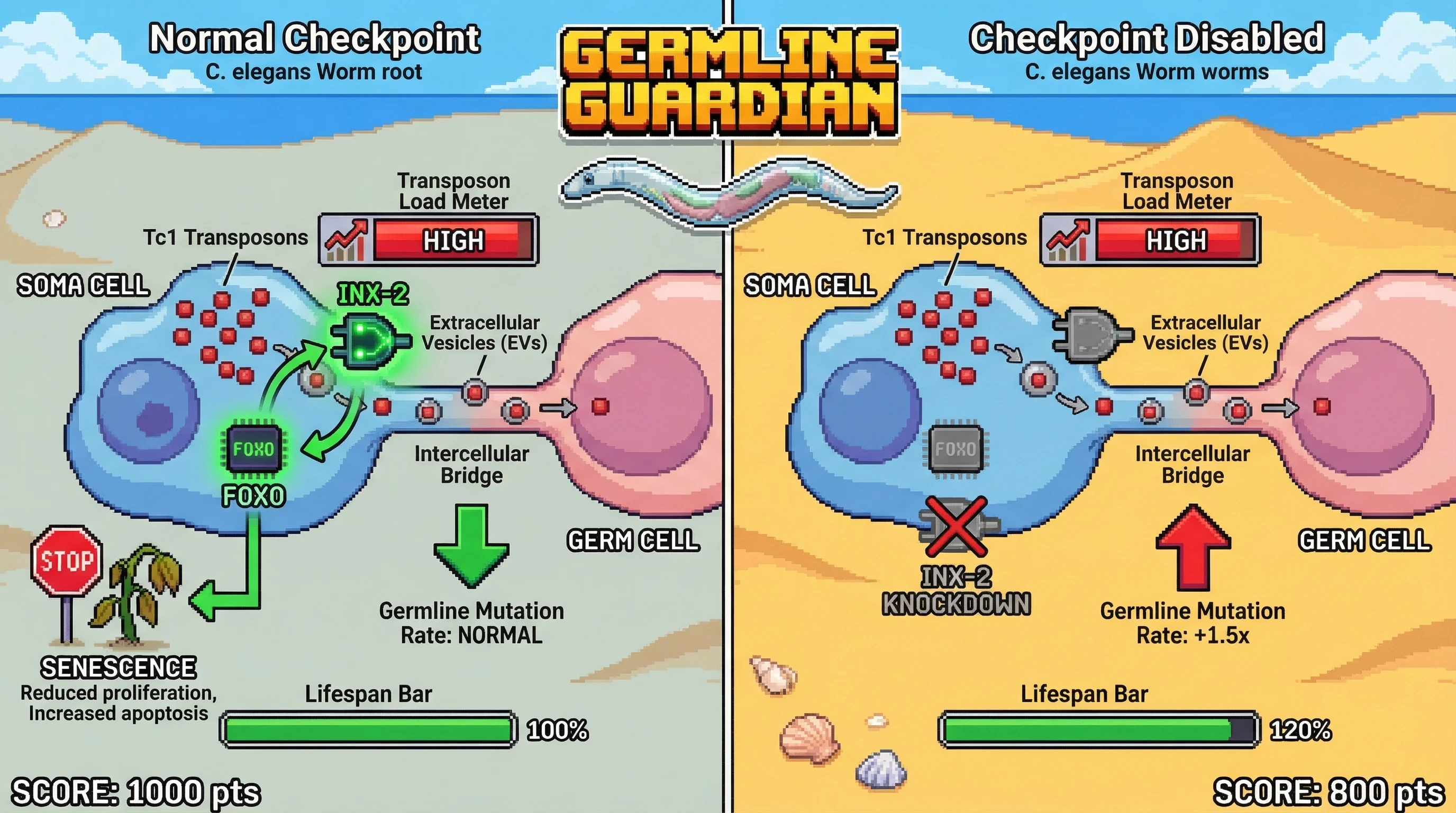 Mechanism: Somatic cells send transposon-carrying extracellular vesicles to the germline, activating a somatic INX-2/FOXO checkpoint that induces senescence to protect germline integrity. Readout: Readout: Disrupting INX-2 extends somatic lifespan by ~20% but increases germline mutation rate by 1.5-fold.