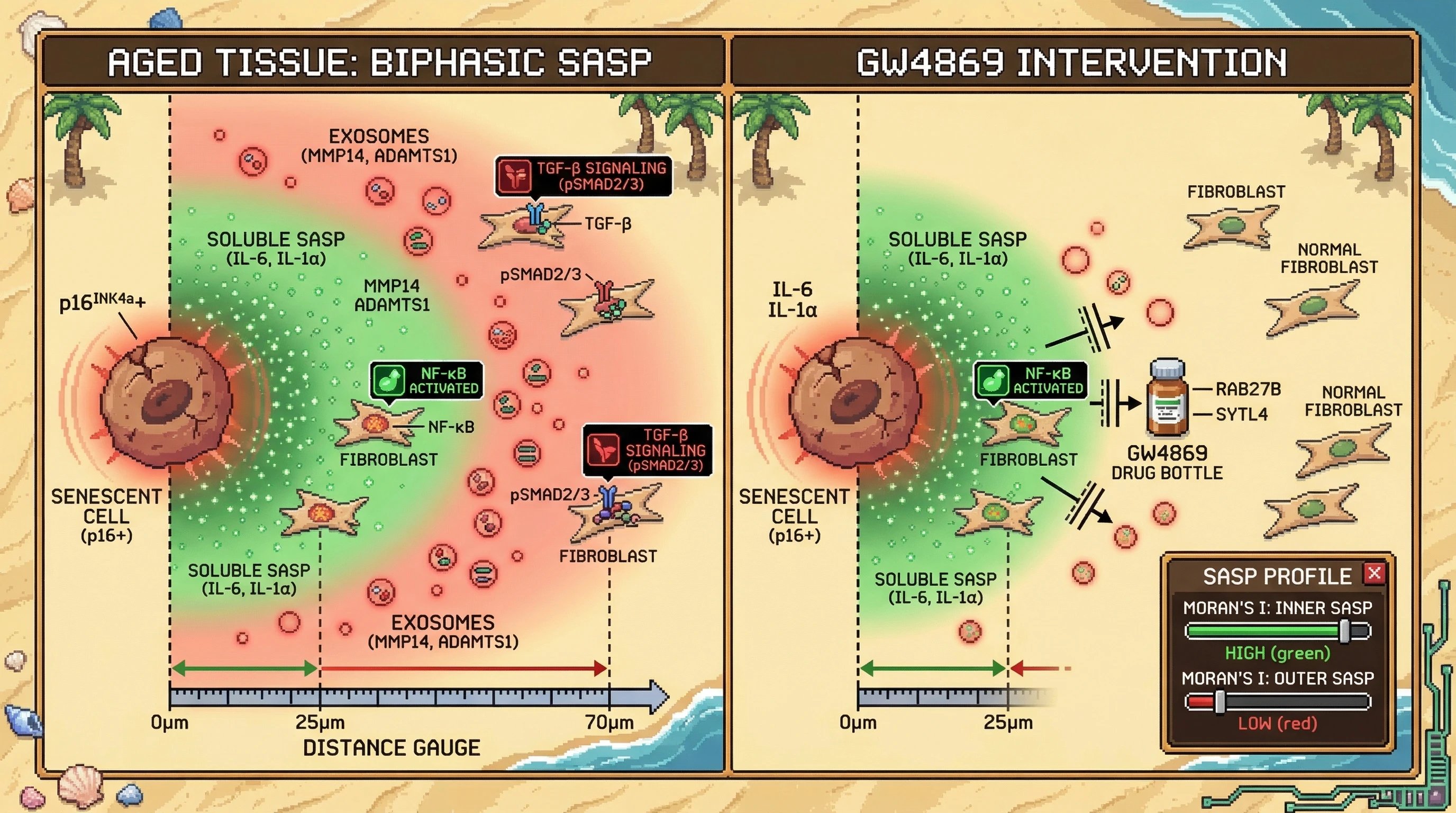 Mechanism: Senescent cells release soluble SASP factors proximally and exosome-bound factors distally, driving distinct fibroblast responses. Readout: Readout: GW4869 treatment selectively reduces the distal exosome-driven signals, evidenced by decreased outer zone gene autocorrelation (Moran's I) and reduced TGF-β signaling in distal fibroblasts.