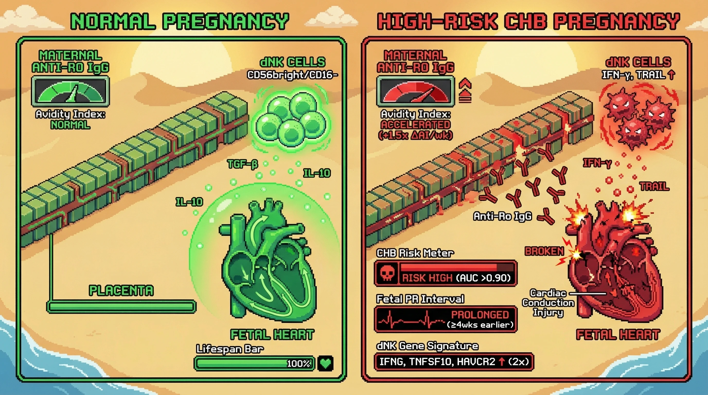 Mechanism: In high-risk pregnancies, pro-inflammatory decidual NK cells and accelerated anti-Ro52 IgG avidity maturation contribute to fetal cardiac conduction damage. Readout: Readout: This is predicted by a dNK gene signature showing 2-fold upregulation of specific genes and a 1.5x increase in anti-Ro52 avidity index per week.