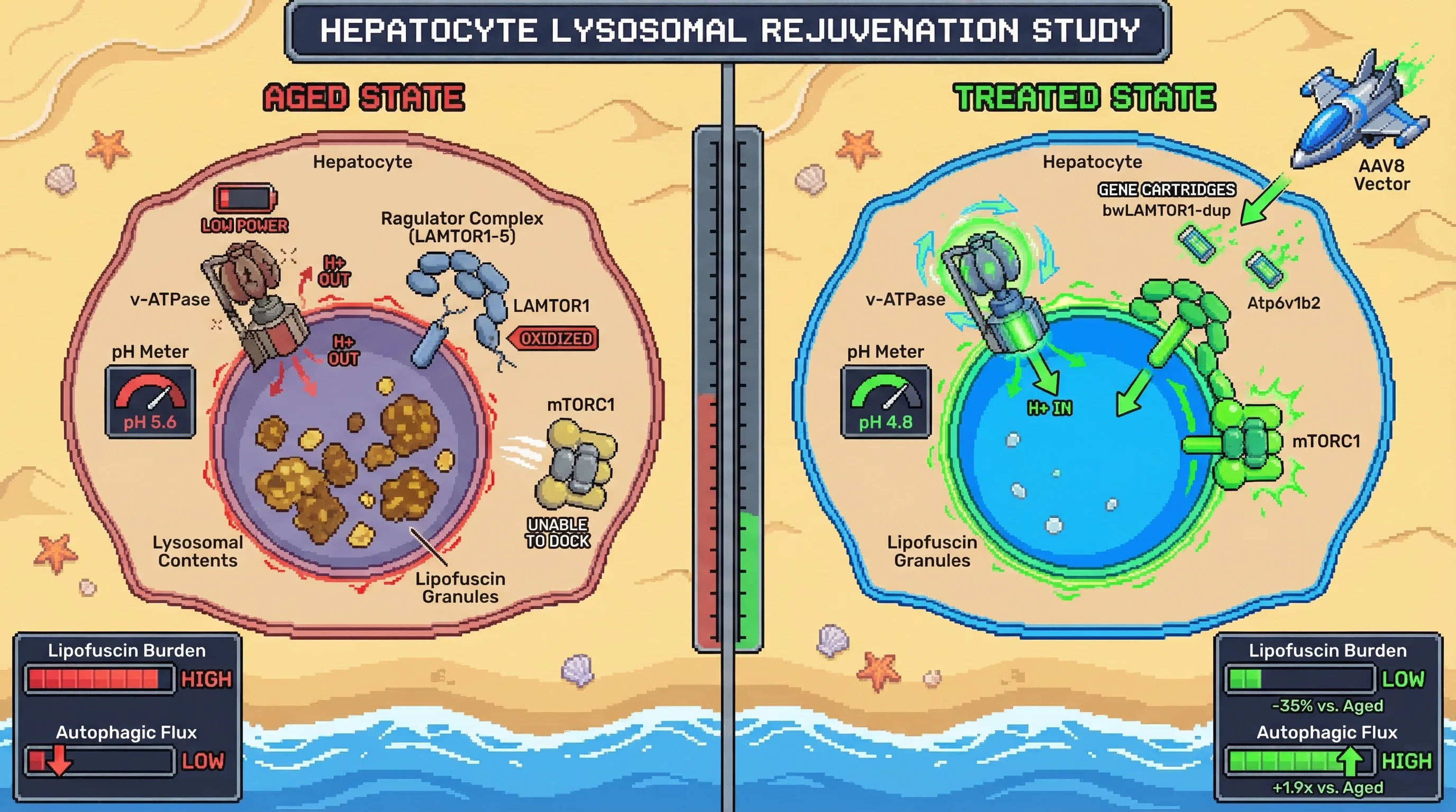 Mechanism: Dual AAV8 delivery of bowhead whale LAMTOR1-dup and murine Atp6v1b2 re-establishes stable Ragulator-v-ATPase interaction and boosts proton pumping in aged hepatocytes. Readout: Readout: Lysosomal pH shifts from 5.6 to 4.8, lipofuscin burden decreases by 35%, and autophagic flux increases 1.9-fold.