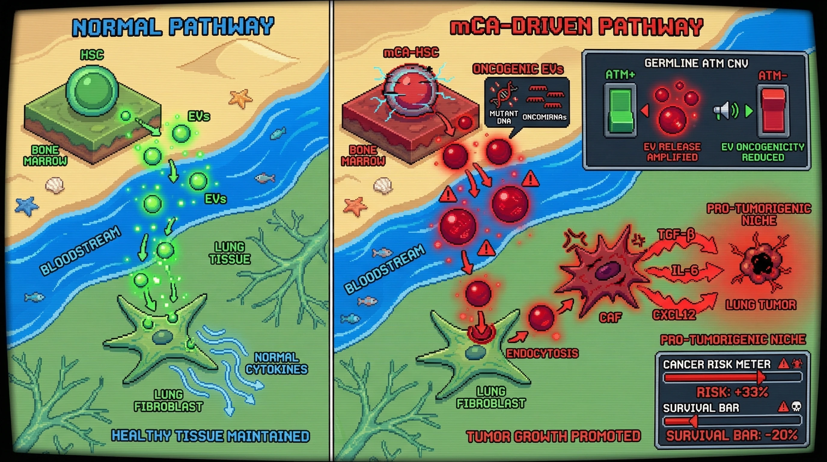 Infographic for: Hematopoietic mCA‑derived extracellular vesicles reprogram lung fibroblasts to create a pro‑tumorigenic niche, a process amplified by germline CNVs in ATM‑related pathways