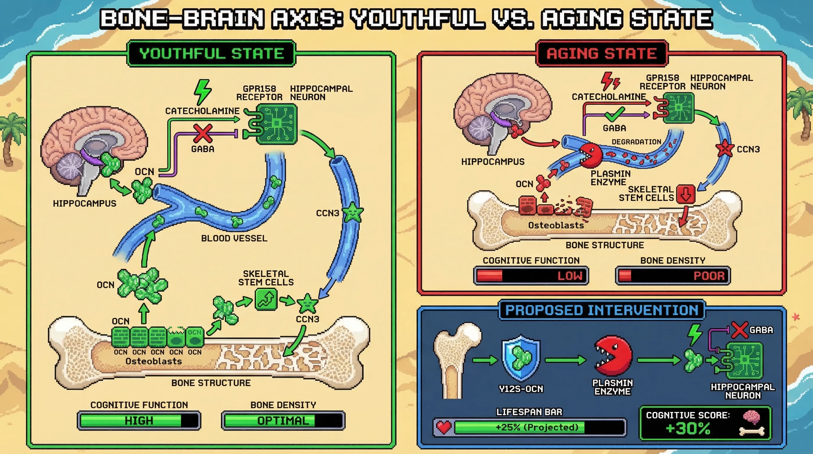 Mechanism: The OCN-CCN3 positive feedback loop, crucial for skeletal and cognitive health, is disrupted in aging by plasmin-mediated OCN degradation, preventing brain-derived CCN3 release. Readout: Readout: This leads to reduced cognitive function and bone density, which Y12S-OCN aims to rescue, projecting a +25% lifespan increase and +30% cognitive score.