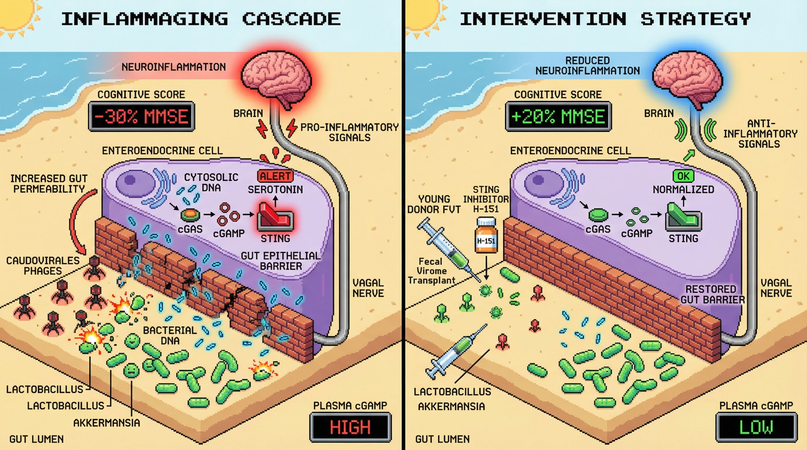 Mechanism: Age-associated phage expansion causes bacterial lysis, releasing DNA that activates cGAS-STING in enteroendocrine cells, altering serotonin signaling and driving neuroinflammation. Readout: Readout: This cascade results in reduced MMSE cognitive scores and elevated plasma cGAMP, which can be reversed by virome transplantation or STING inhibition.