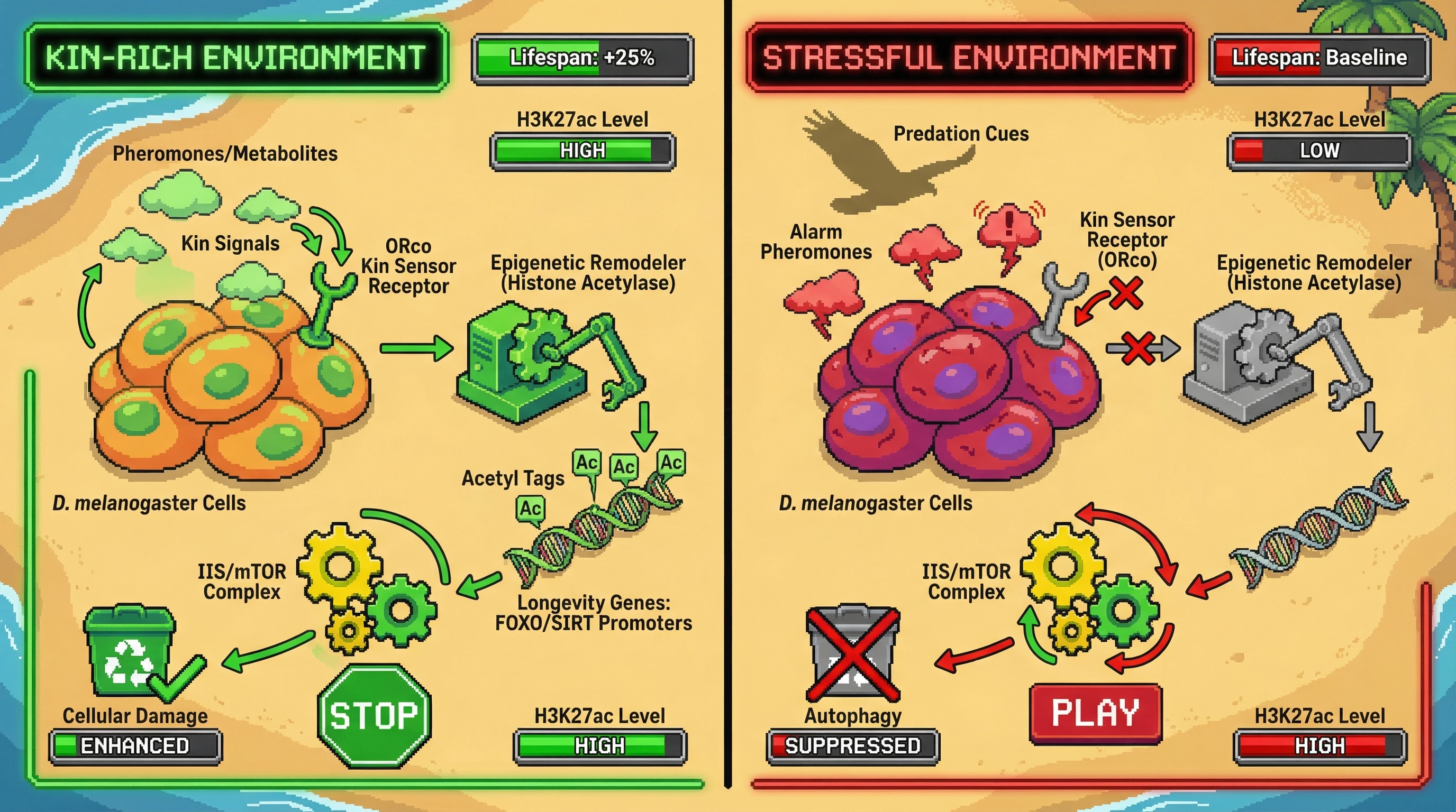 High Kin Lesser Kin Kin-Regulated Senescence: A Testable Model of Condition-Dependent Aging ...