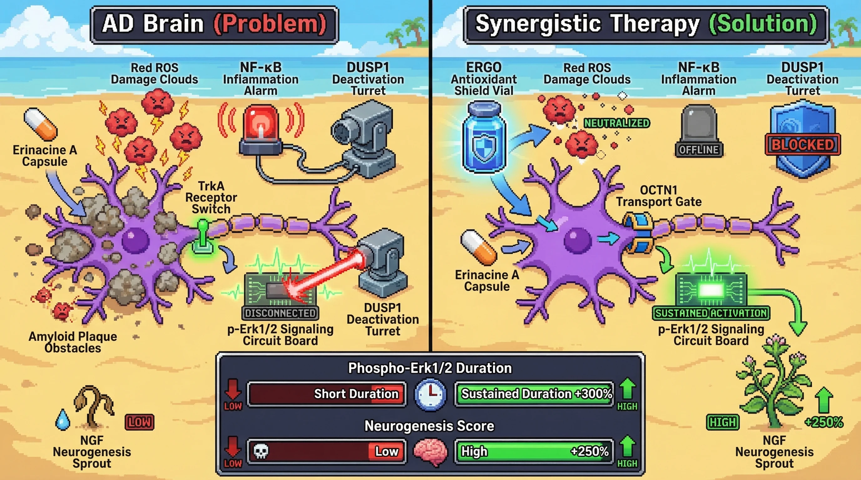 Mechanism: L-ergothioneine (ERGO) neutralizes reactive oxygen species (ROS), preventing DUSP1 phosphatase upregulation, thereby allowing Erinacine A to sustain TrkA/Erk1/2 signaling. Readout: Readout: This synergy results in a +300% increase in p-Erk1/2 duration and a +250% boost in NGF-mediated neurogenesis.