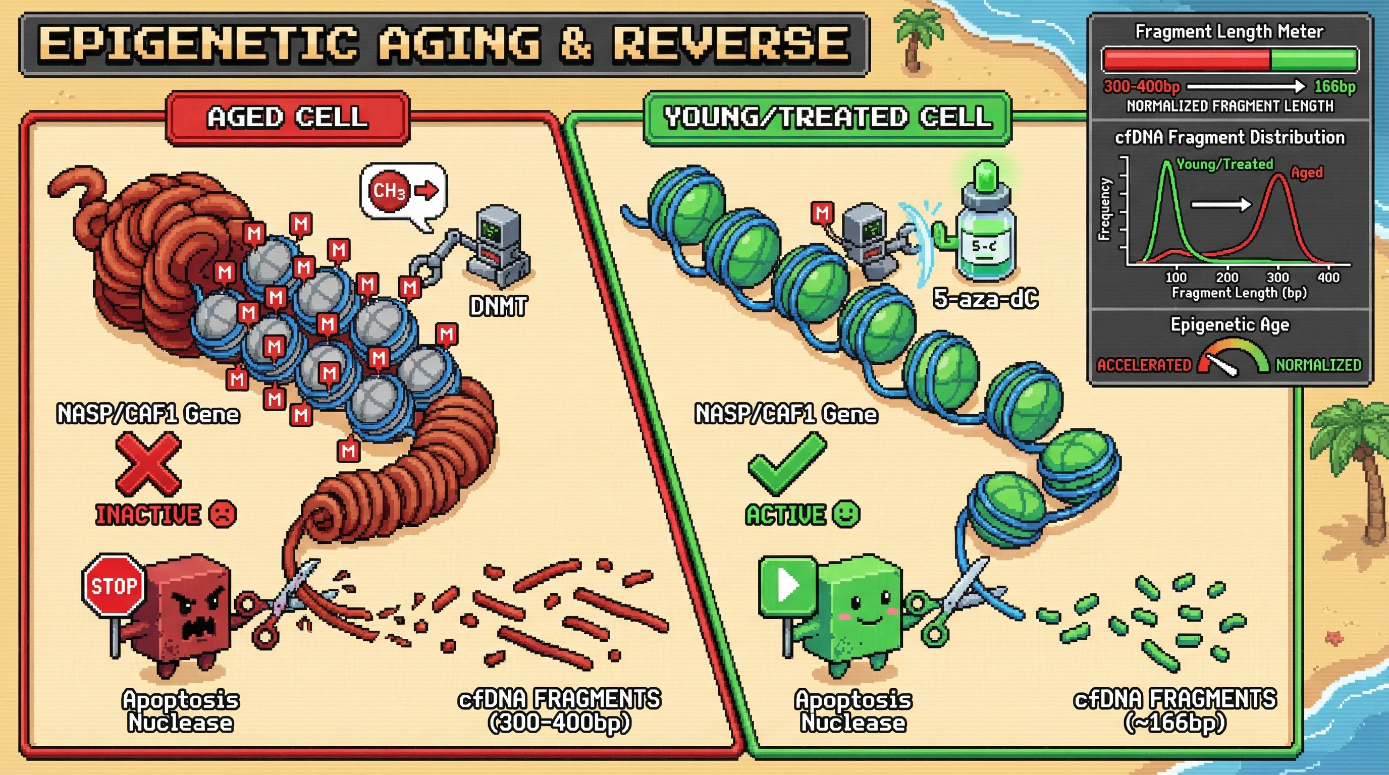 Mechanism: Age-related methylation of nucleosome gene promoters reduces expression of histone chaperones like NASP, leading to tighter chromatin and longer cfDNA fragments. Readout: Readout: Pharmacological inhibition of DNA methyltransferases normalizes cfDNA fragment length distribution towards the mononucleosomal peak and reduces epigenetic age acceleration.