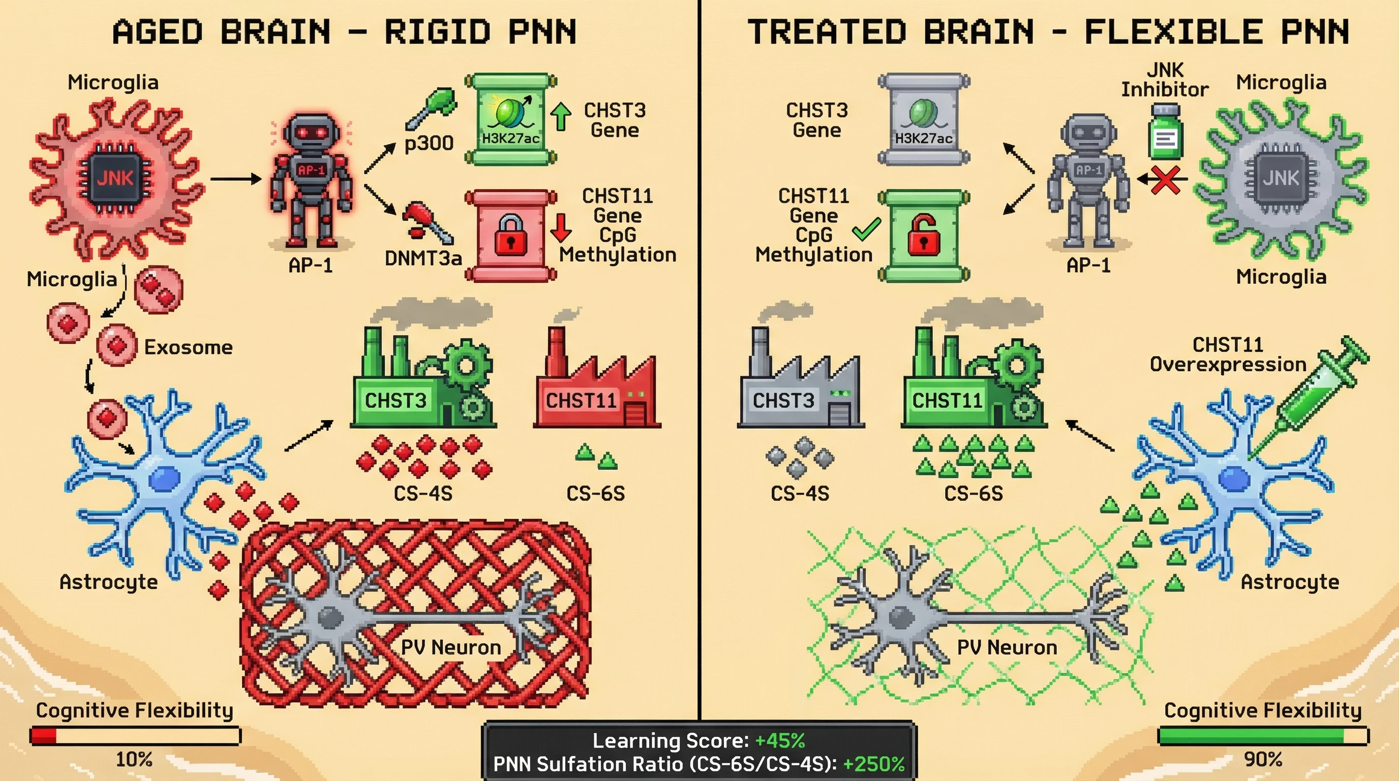 Infographic for: Chronicmicroglial JNK/AP-1 drives maladaptive perineuronal net sulfation via epigenetic upregulation of chondroitin sulfotransferases, locking cognitive flexibility in aging