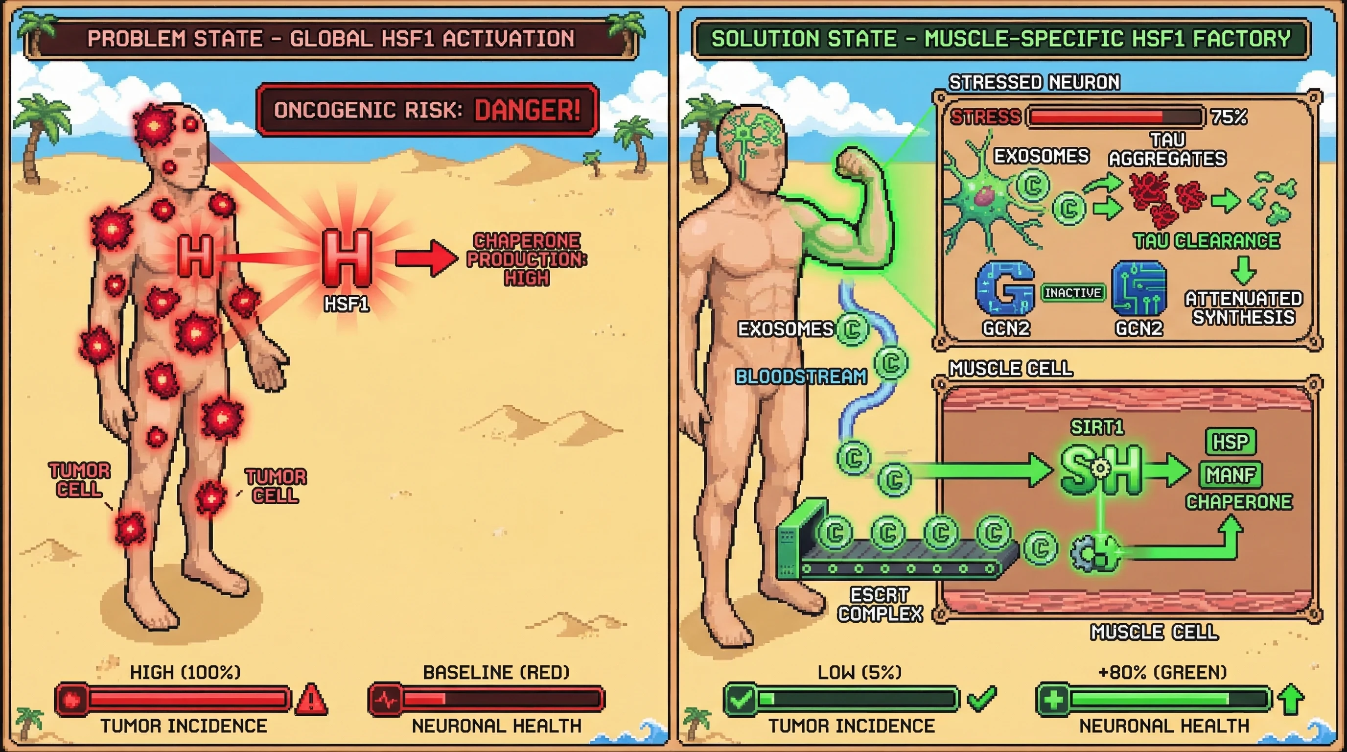 Infographic for: Muscle-Specific HSF1 Activation as a Systemic "Chaperone Factory": Bypassing Oncogenic Risk via Exosomal Transfer