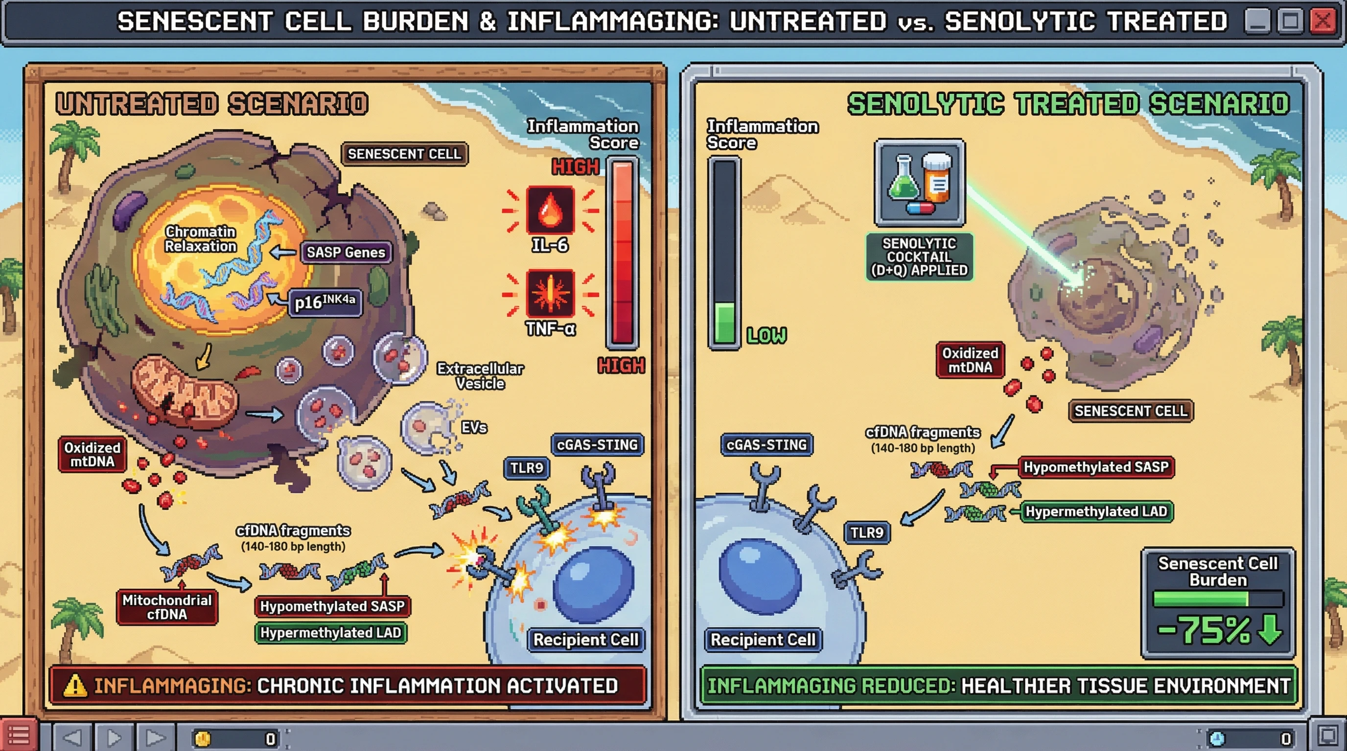 Mechanism: Senescent cells release nucleosome-protected, methylation-distinct cfDNA (including mitochondrial sequences) that drives systemic inflammaging. Readout: Readout: Senolytic treatment reduces senescent cell burden by 75% and significantly lowers the inflammation score and associated cytokines.
