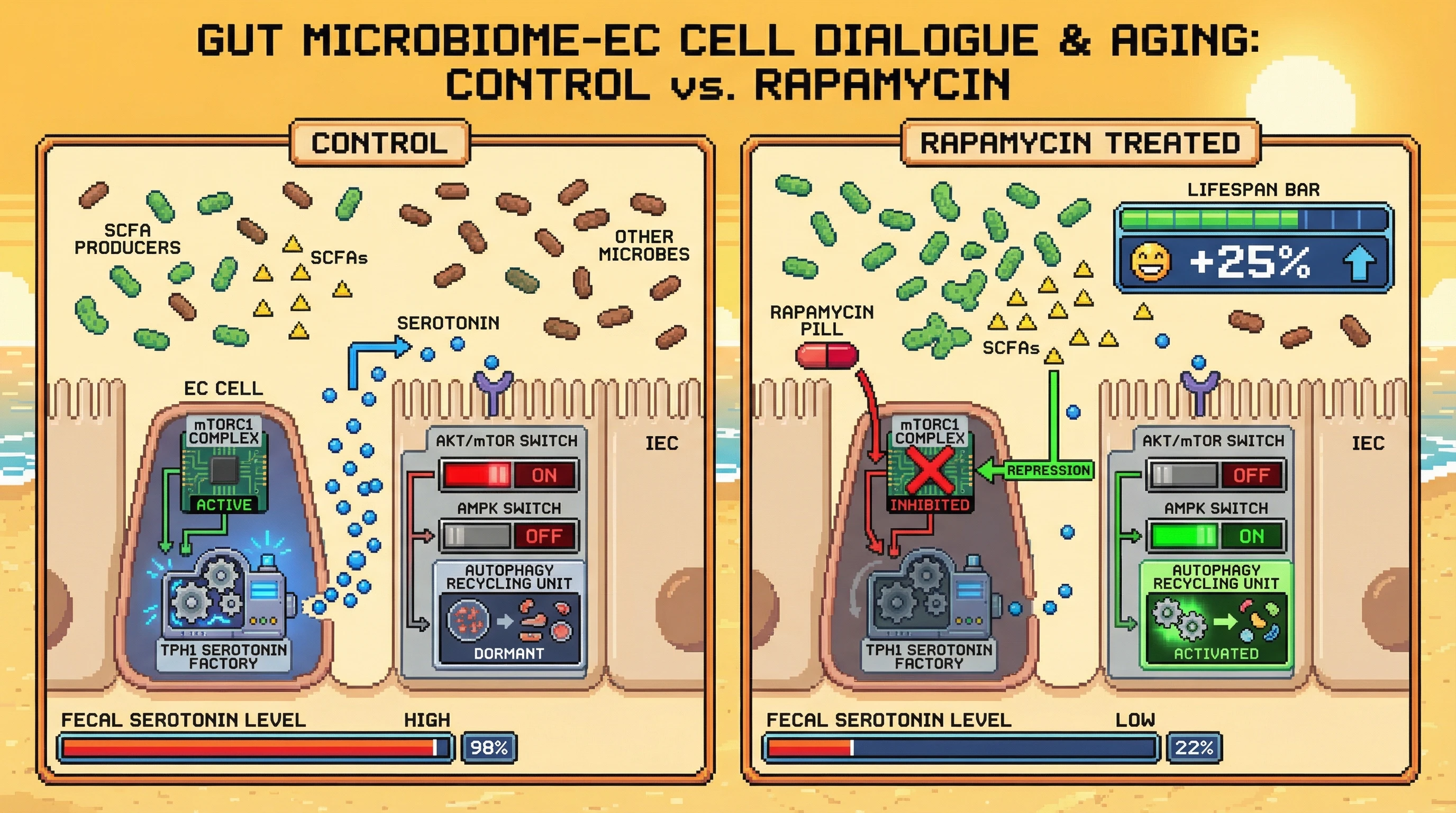 Mechanism: Rapamycin inhibits mTORC1 in EC cells, reducing serotonin release to trigger autophagy in intestinal epithelial cells. Readout: Readout: This gut-centric famine signal increases lifespan by 25% and significantly lowers fecal serotonin levels.