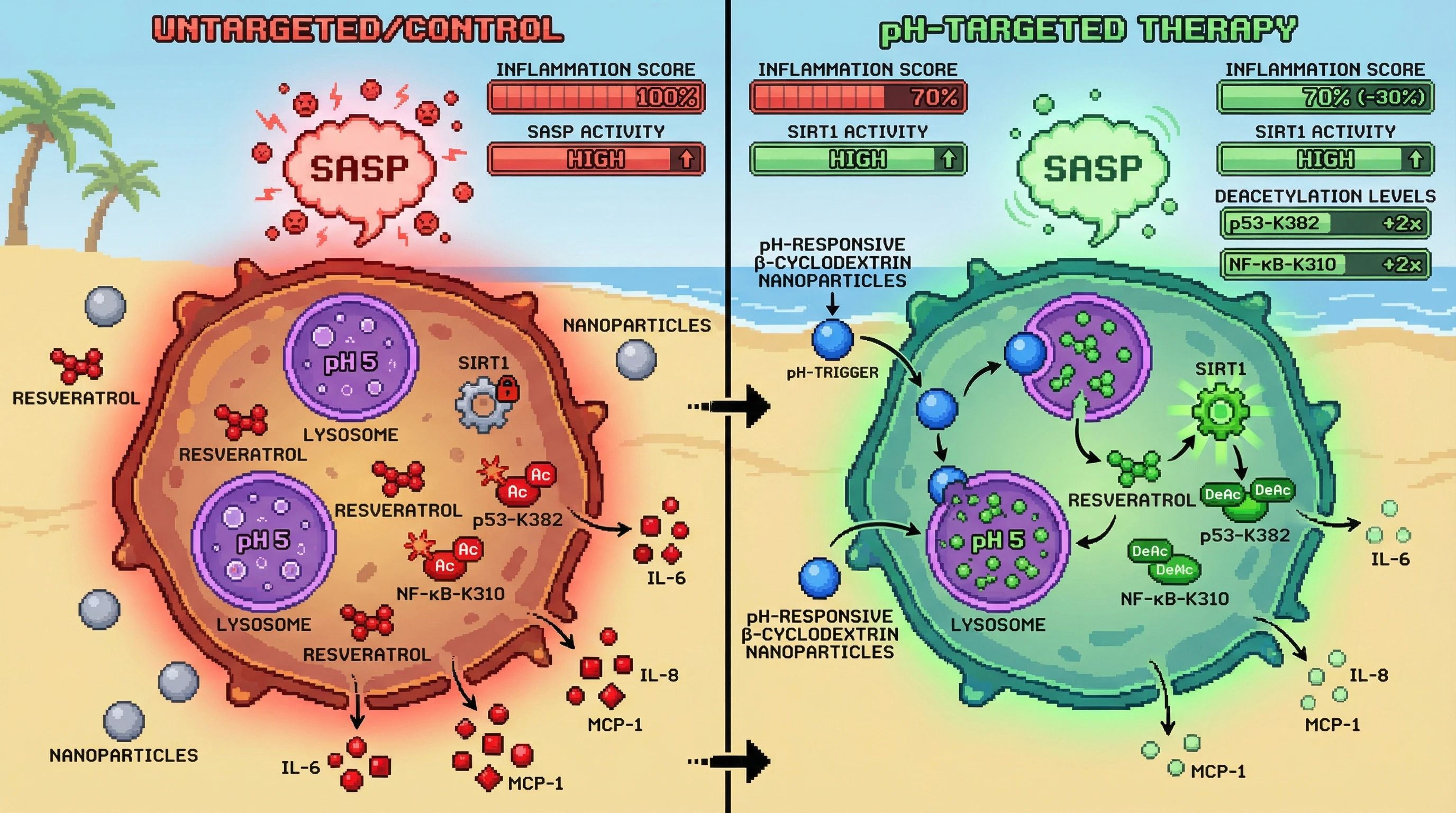 Mechanism: pH-targeted resveratrol nanoparticles deliver resveratrol to acidic lysosomes in senescent immune cells, activating SIRT1 to deacetylate p53-K382 and NF-κB-K310. Readout: Readout: This leads to a 2-fold increase in substrate deacetylation and a 30% reduction in SASP cytokines like IL-6, IL-8, and MCP-1.