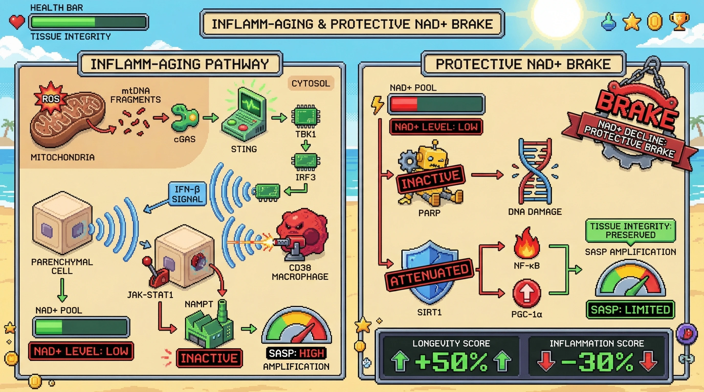Infographic for: NAD+ depletion as a programmed retrograde response to mitochondrial ROS–driven cGAS‑STING signaling that suppresses pro‑longevity programs to limit inflammaging