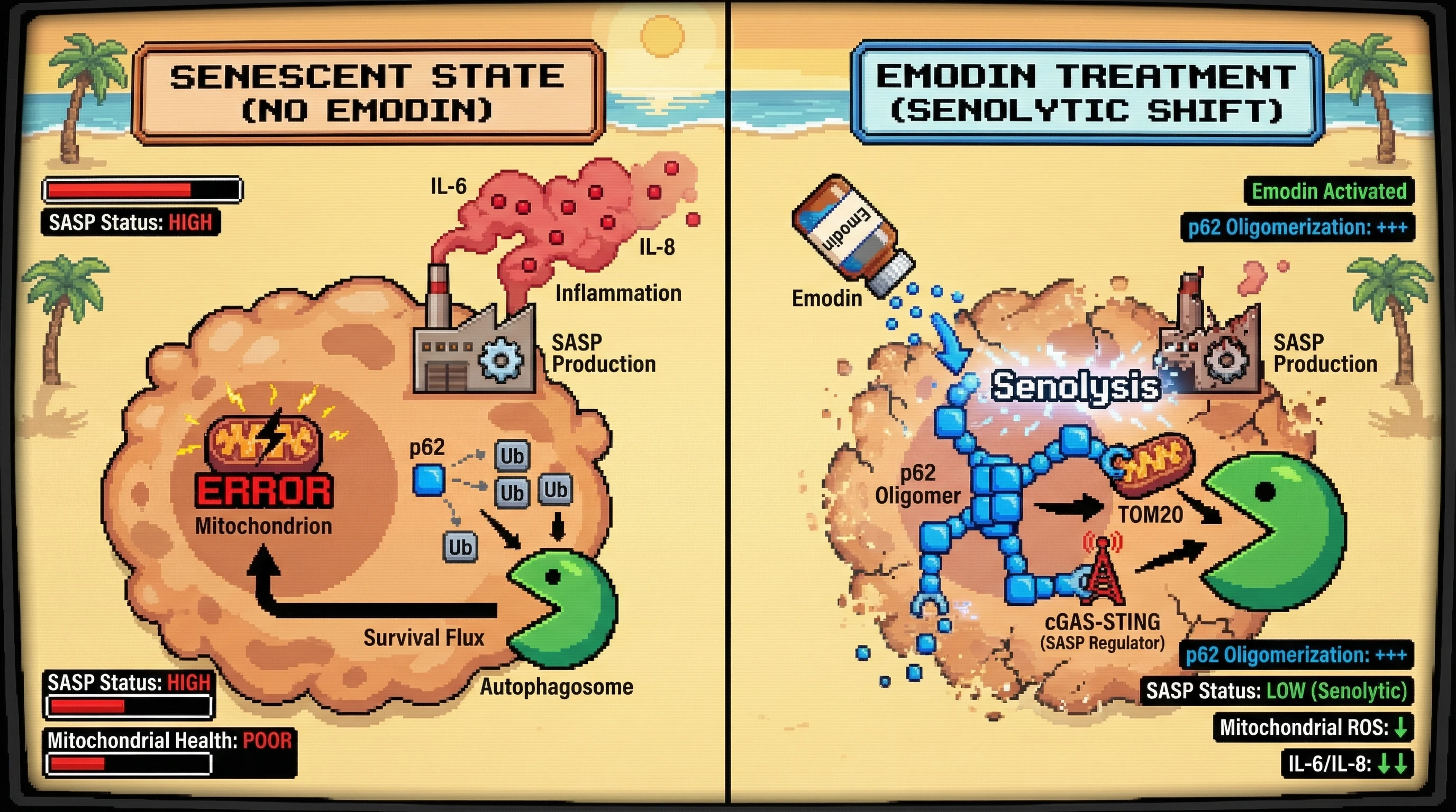 Infographic for: Emodin shifts senescent autophagy hierarchy to prioritize mitochondrial SASP cargo via p62 oligomerization