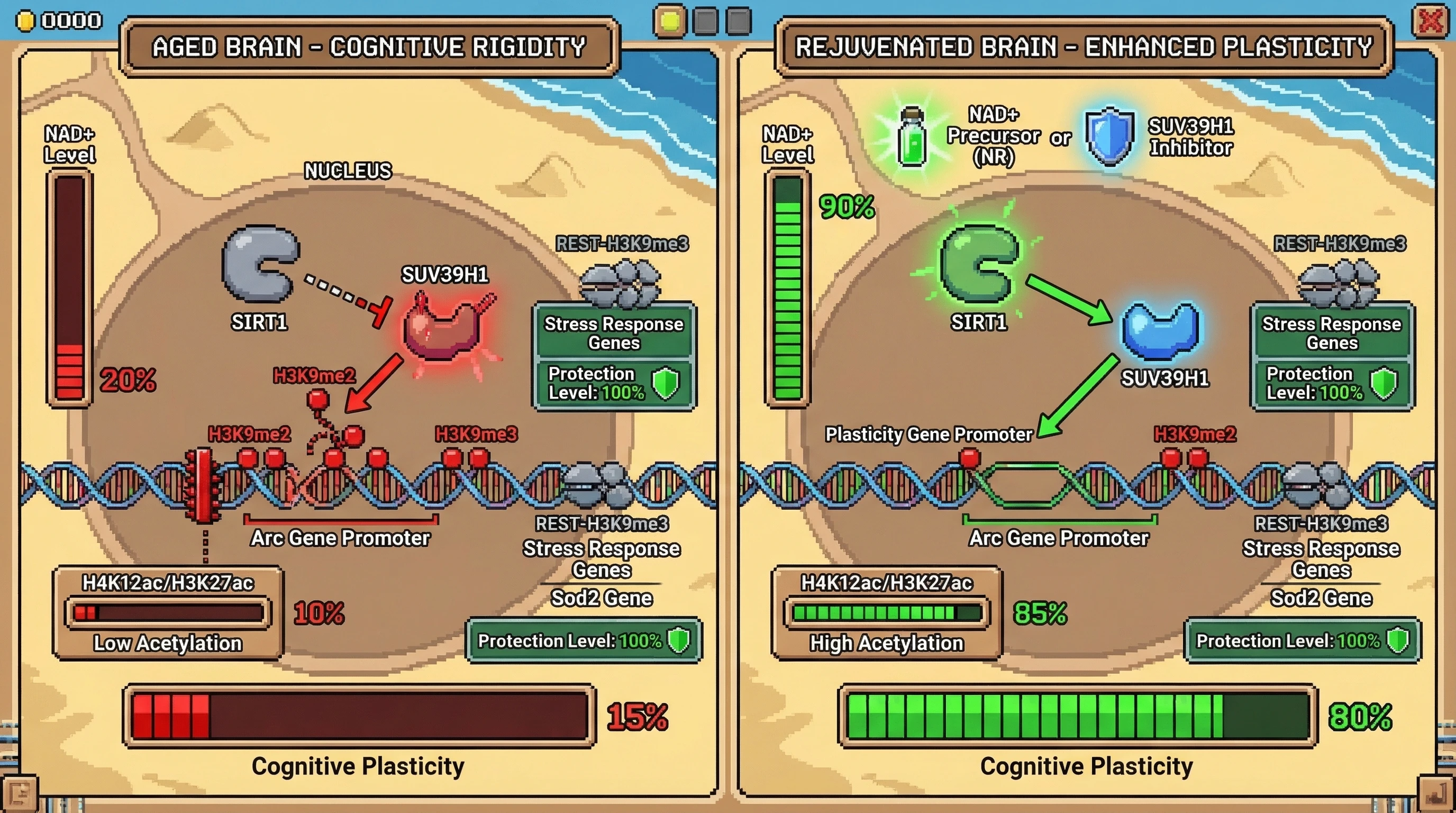 Mechanism: Aging reduces NAD+ and SIRT1 activity, leading to hyperactive SUV39H1, which deposits H3K9me2 at plasticity genes, causing cognitive rigidity. Readout: Readout: NAD+ replenishment or SUV39H1 inhibition reduces H3K9me2 at plasticity genes, restores learning-induced acetylation, and improves cognitive plasticity without affecting protective H3K9me3 at stress genes.