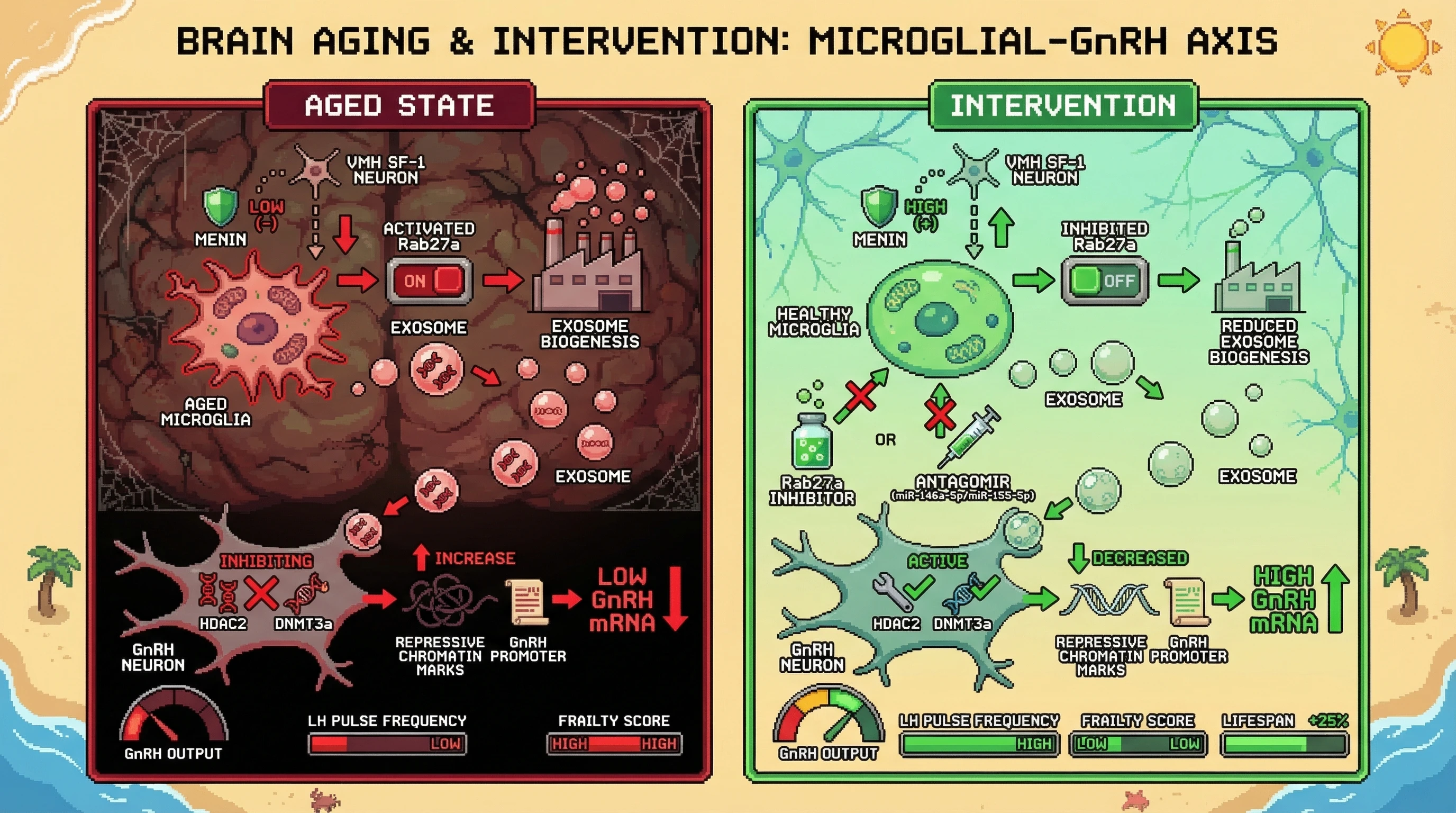 Infographic for: Microglial exosomal miRNAs mediate GnRH neuron suppression in hypothalamic aging