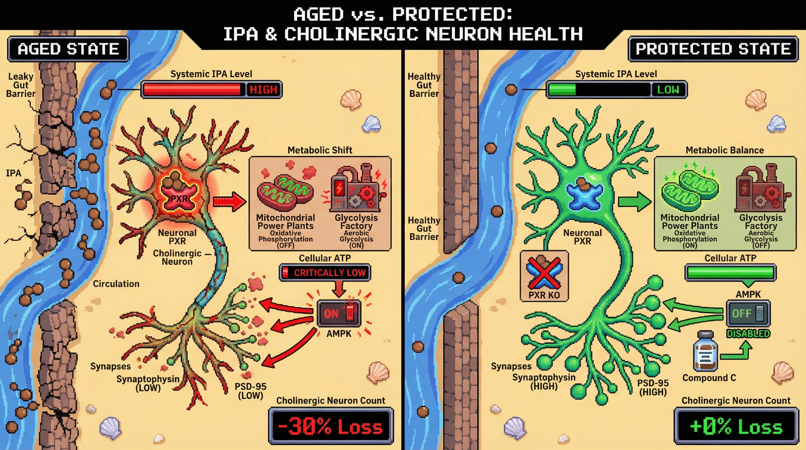 Infographic for: Gut‑Derived Indole‑3‑Propionic Acid Drives Selective Cholinergic Neuron Loss via Neuronal PXR‑Mediated Metabolic Reprogramming in Aging
