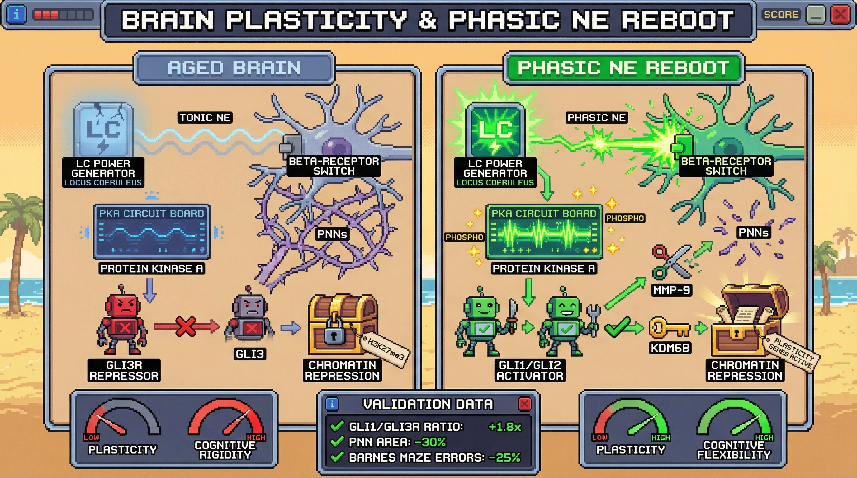 Infographic for: Noradrenergic gating of Shh/Smo/Gli signaling as a switch for brain de-consolidation in aging