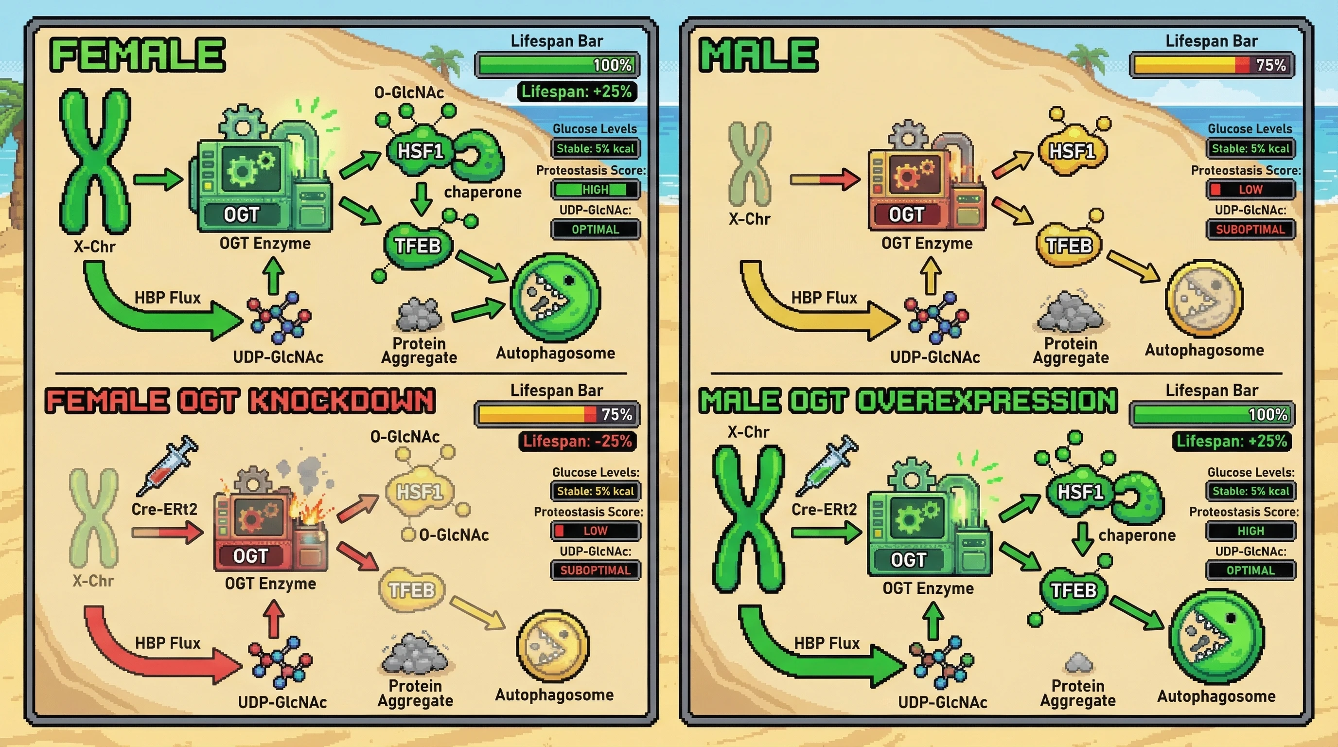 Mechanism: X-linked OGT dosage modulates O-GlcNAcylation and HBP flux, impacting proteostasis via HSF1 and TFEB. Readout: Readout: Decreasing OGT in females shortens lifespan and increases aggregates, while increasing OGT in males extends lifespan and reduces aggregates, despite controlled glucose.