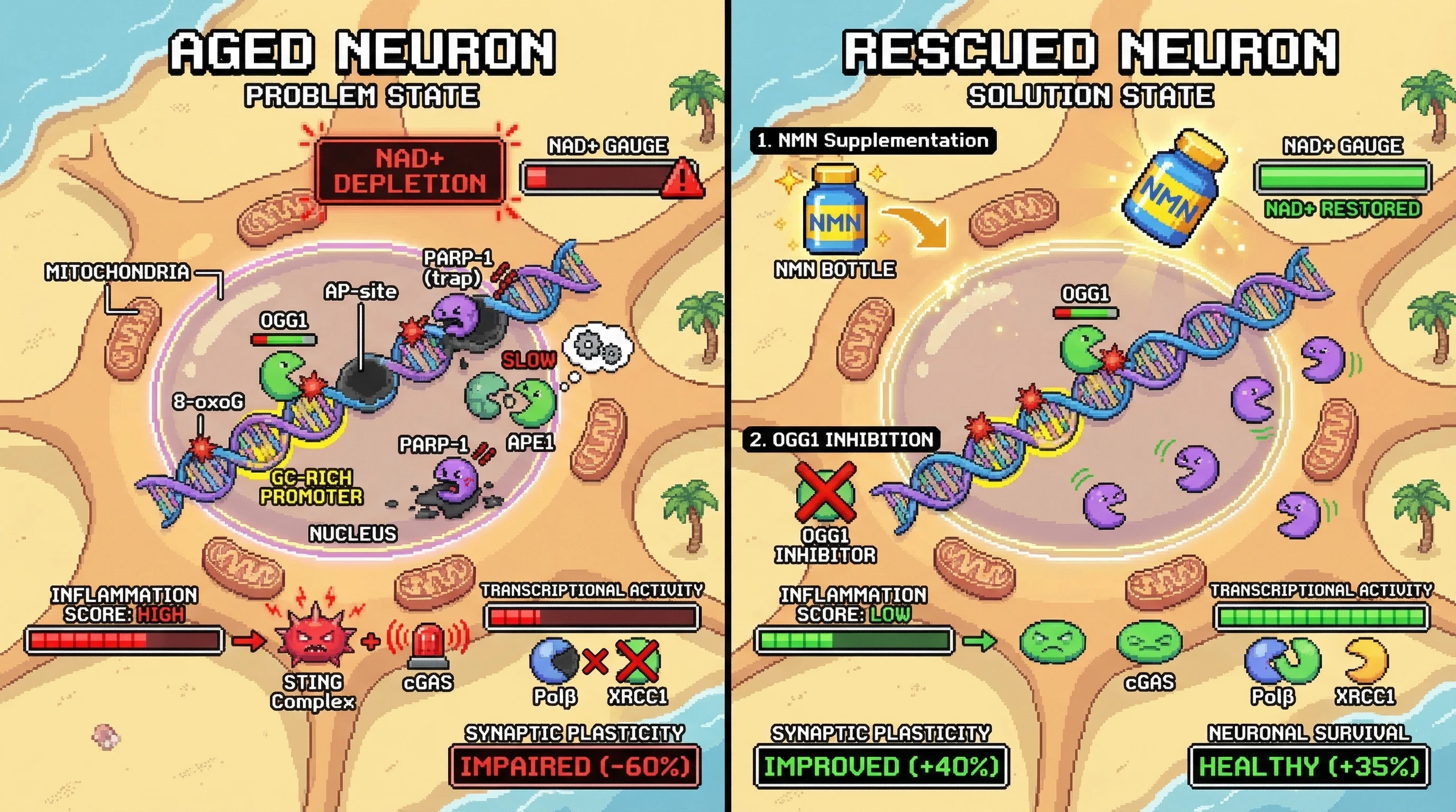 Infographic for: The APE1-Sequestration Sink: Does AP-Site Accumulation Trigger a 'Transcriptional Lock' and Metabolic Collapse in Aging Neurons?