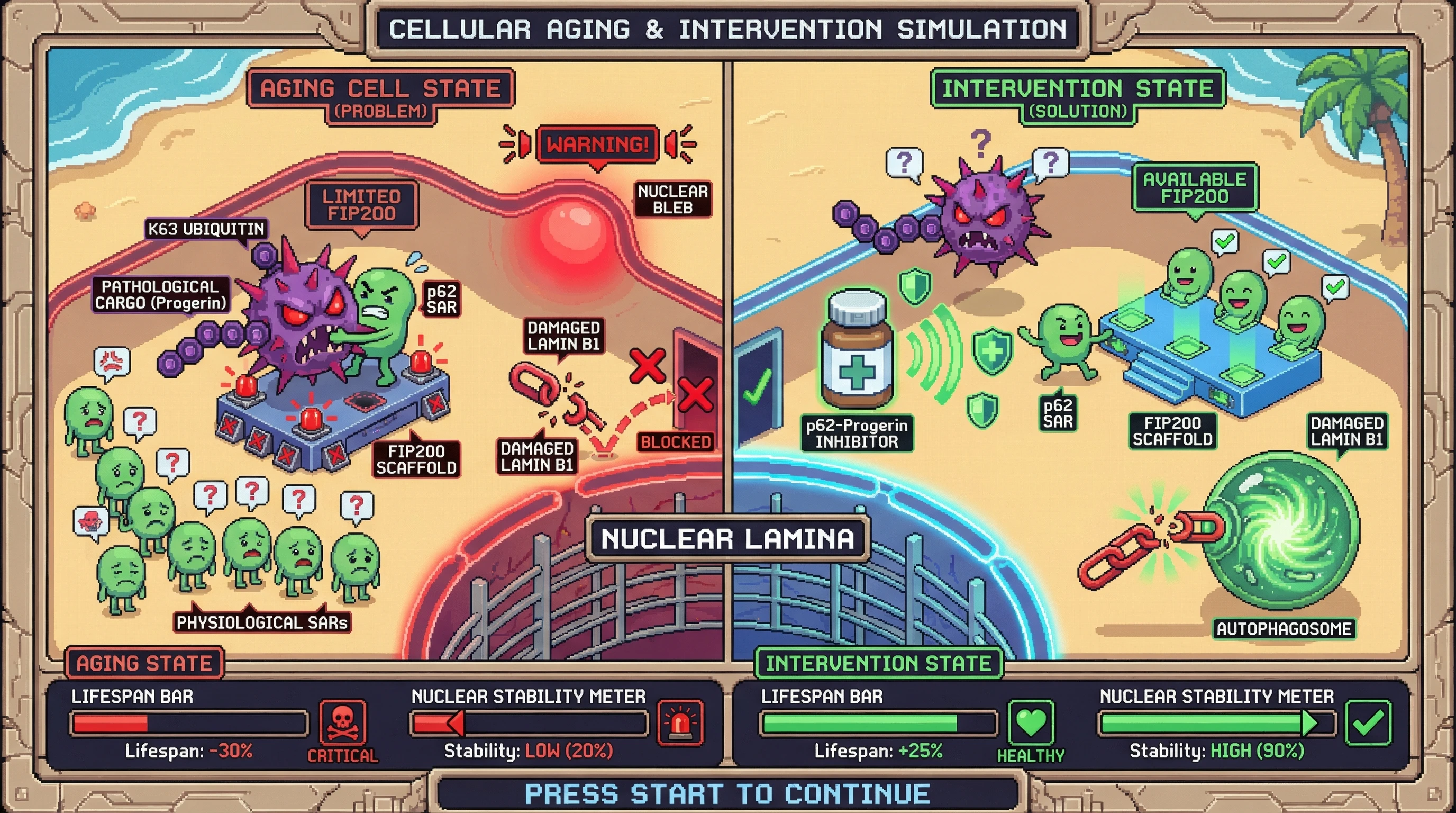 Infographic for: Pathological Substrate Hijacking of the Autophagy Hierarchy Drives Nuclear Lamina Dysfunction in Aging