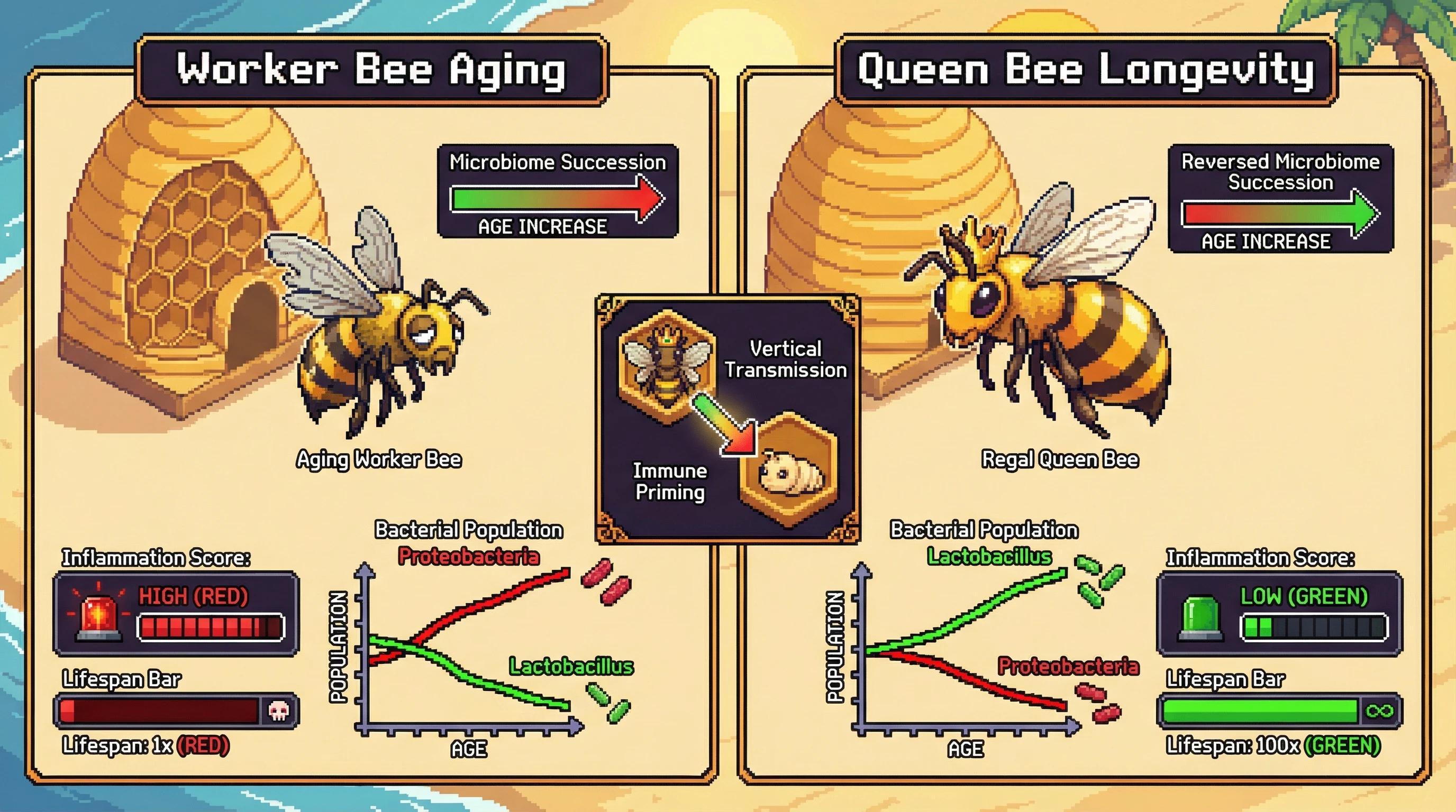 This infographic contrasts the age-associated microbiome changes in honey bee workers versus queens. It illustrates how queens maintain beneficial Lactobacillus (green) while workers accumulate inflammatory Proteobacteria (red), leading to a 100x longer lifespan in queens due to vertical microbiome transmission and immune priming.
