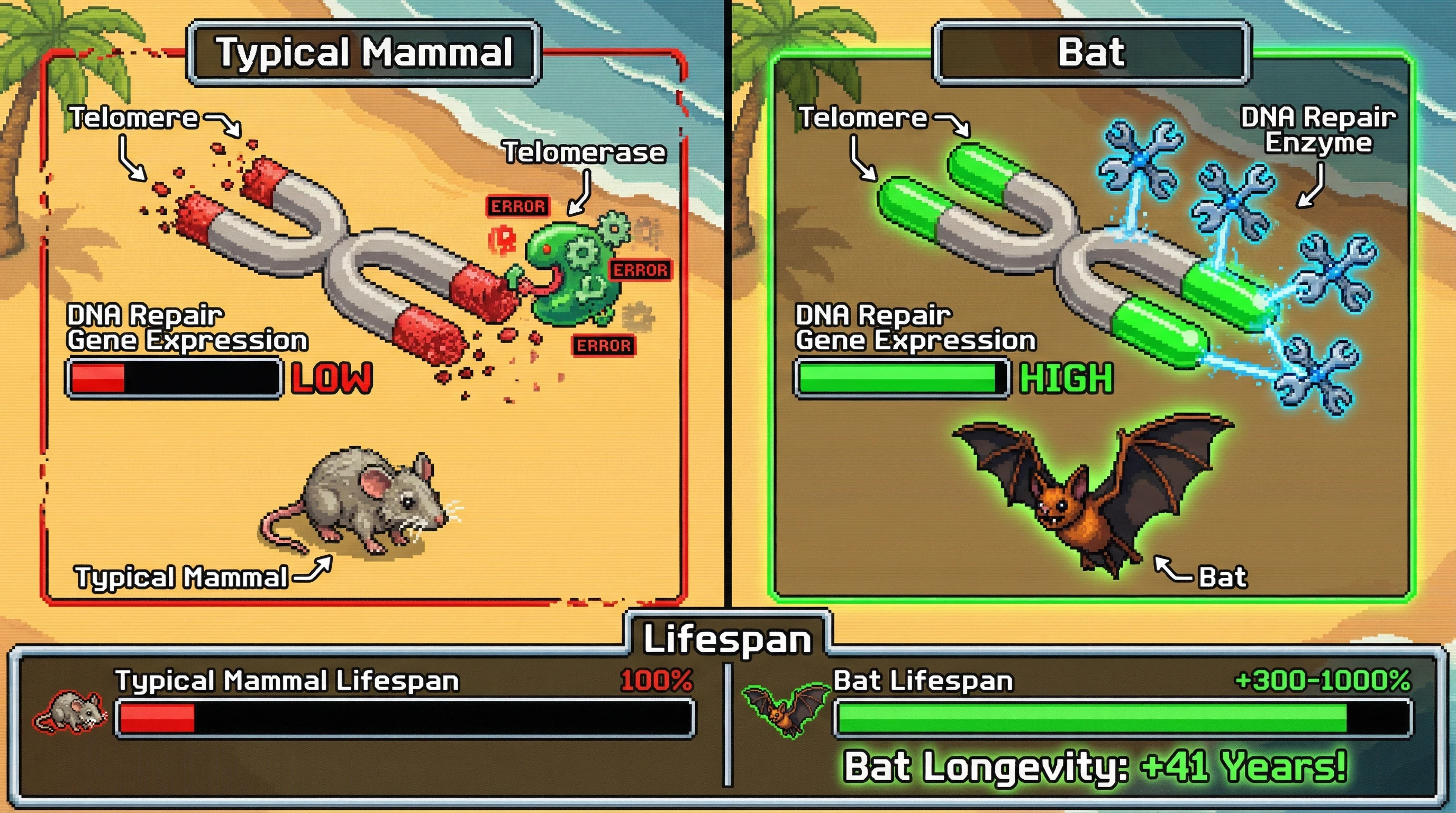 Infographic for: Bats Live 40+ Years Without Telomerase—They Use a DNA Repair Trick We Don't Have