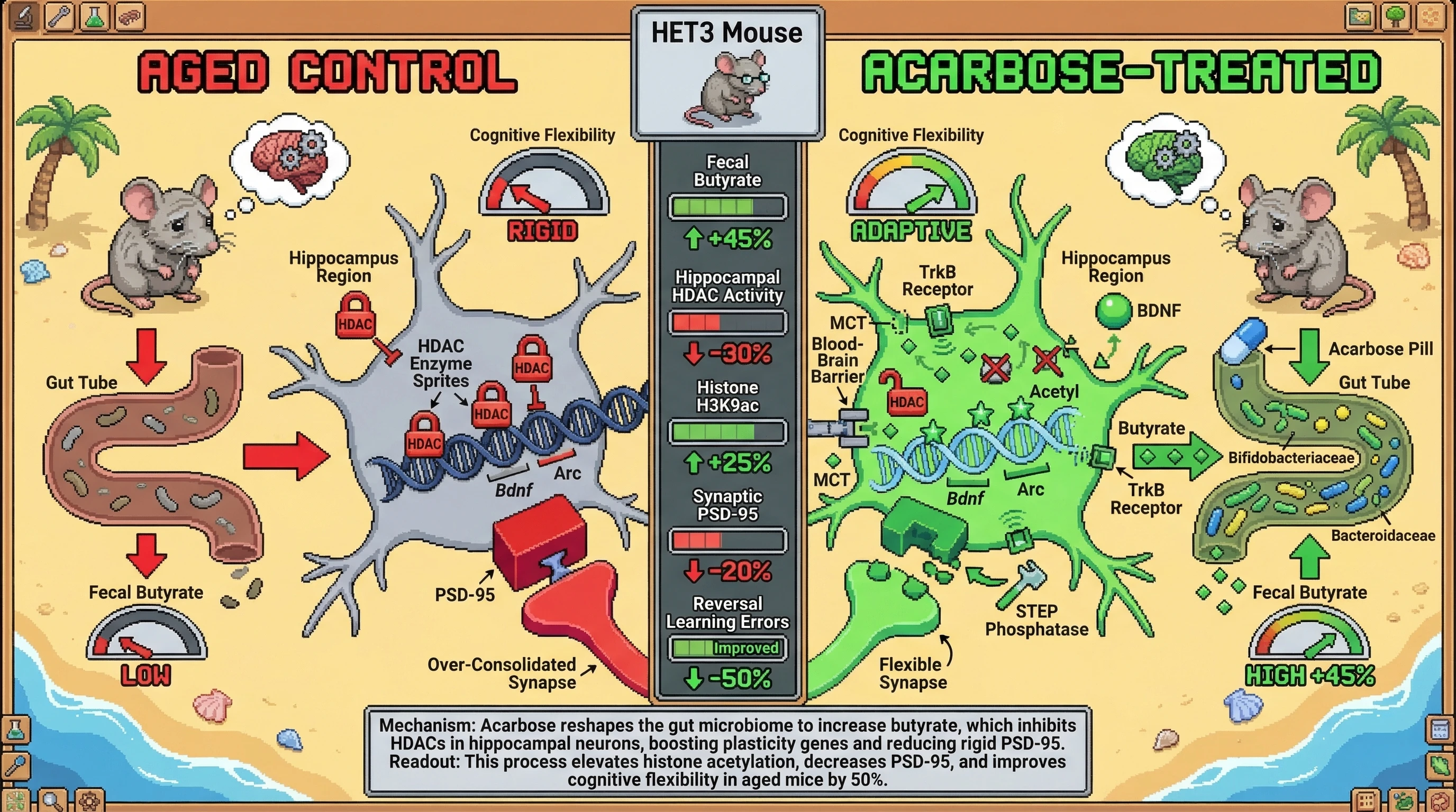 Infographic for: Acarbose‑induced colonic butyrate restores synaptic flexibility by dampening over‑consolidation networks in the aging hippocampus