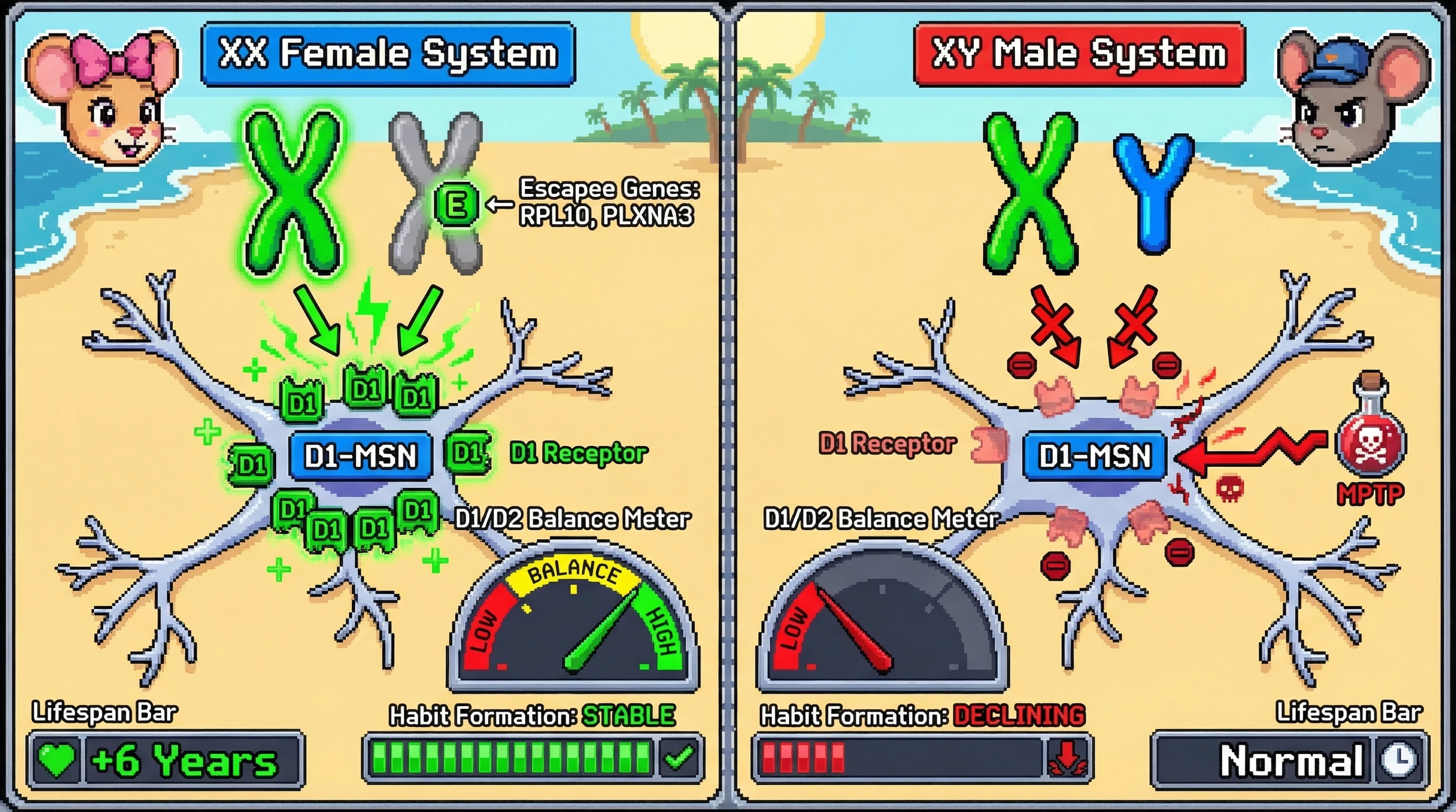 Infographic for: Escapee X-linked genes tune striatal D1/D2 balance to confer female resilience against Parkinsonian habit decline