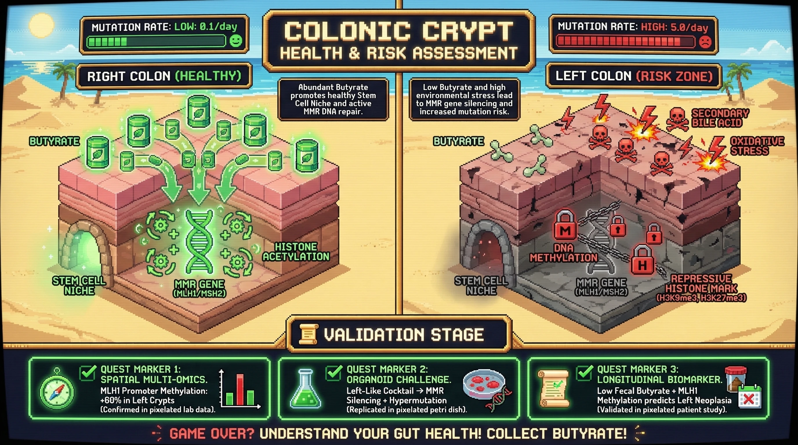 Infographic for: Butyrate Gradient-Induced Epigenetic Silencing of MMR Genes Drives Field Cancerization in Left-Sided Colonic Crypts
