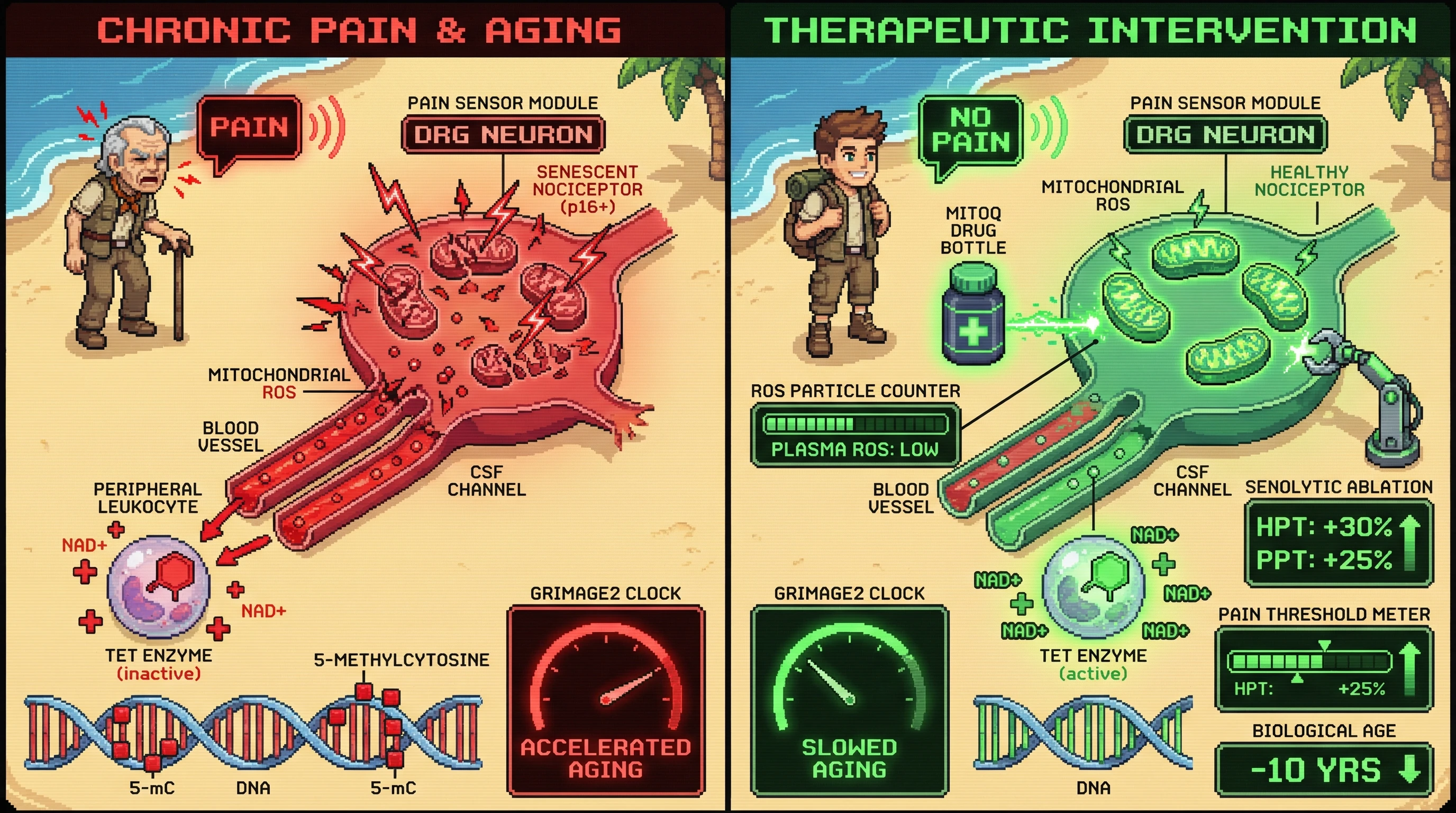 Mechanism: Senescent DRG nociceptors release mitochondrial ROS, which impairs TET enzymes in peripheral tissues, accelerating epigenetic aging. Readout: Readout: Interventions like MitoQ or senolytic ablation reduce plasma ROS, normalize pain tolerance, and slow GrimAge2 epigenetic age acceleration.