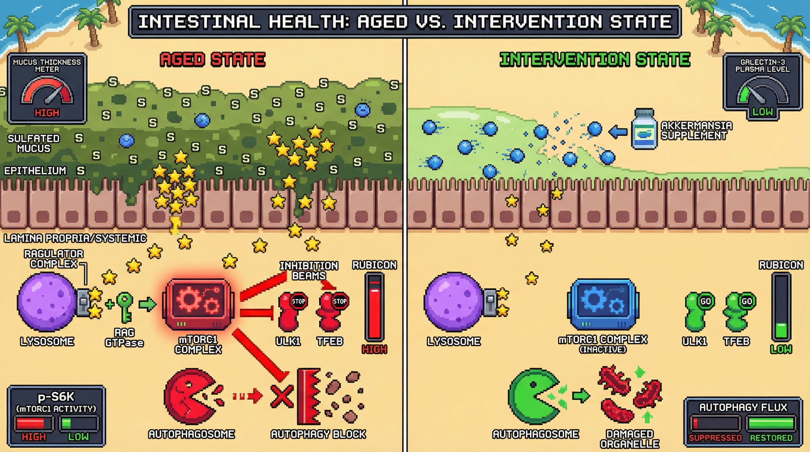 Infographic for: Mucin Thickness Sets a Rheostat for Systemic Autophagy via Galectin-3–mTORC1 Signaling