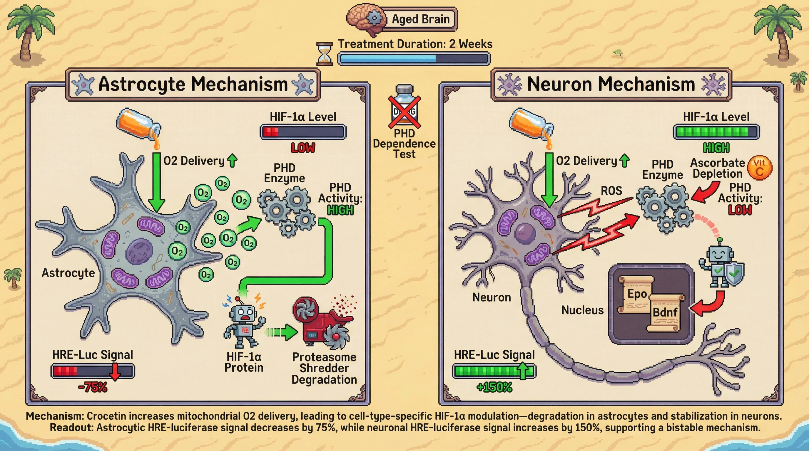 Cell-type-specific HIF-1α bistability underlies crocetin's differential neuroprotection in aged brain