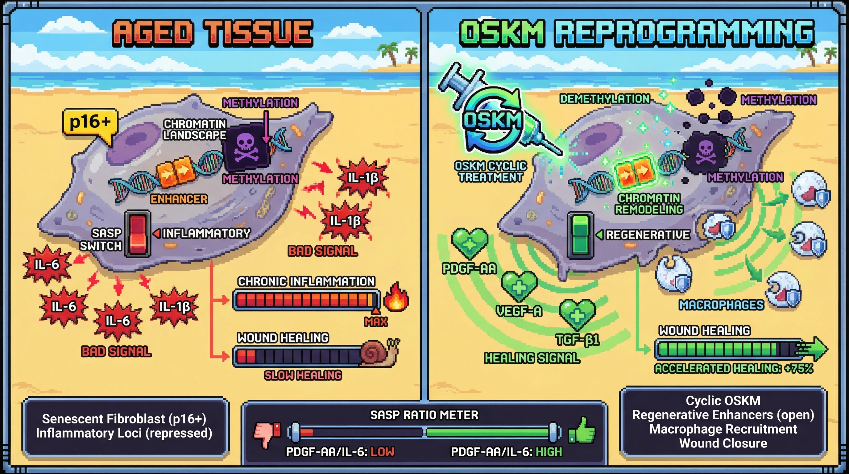 Infographic for: Cyclic Yamanaka factor expression restores the temporal SASP switch of senescent fibroblasts to rescue acute hostage negotiator function