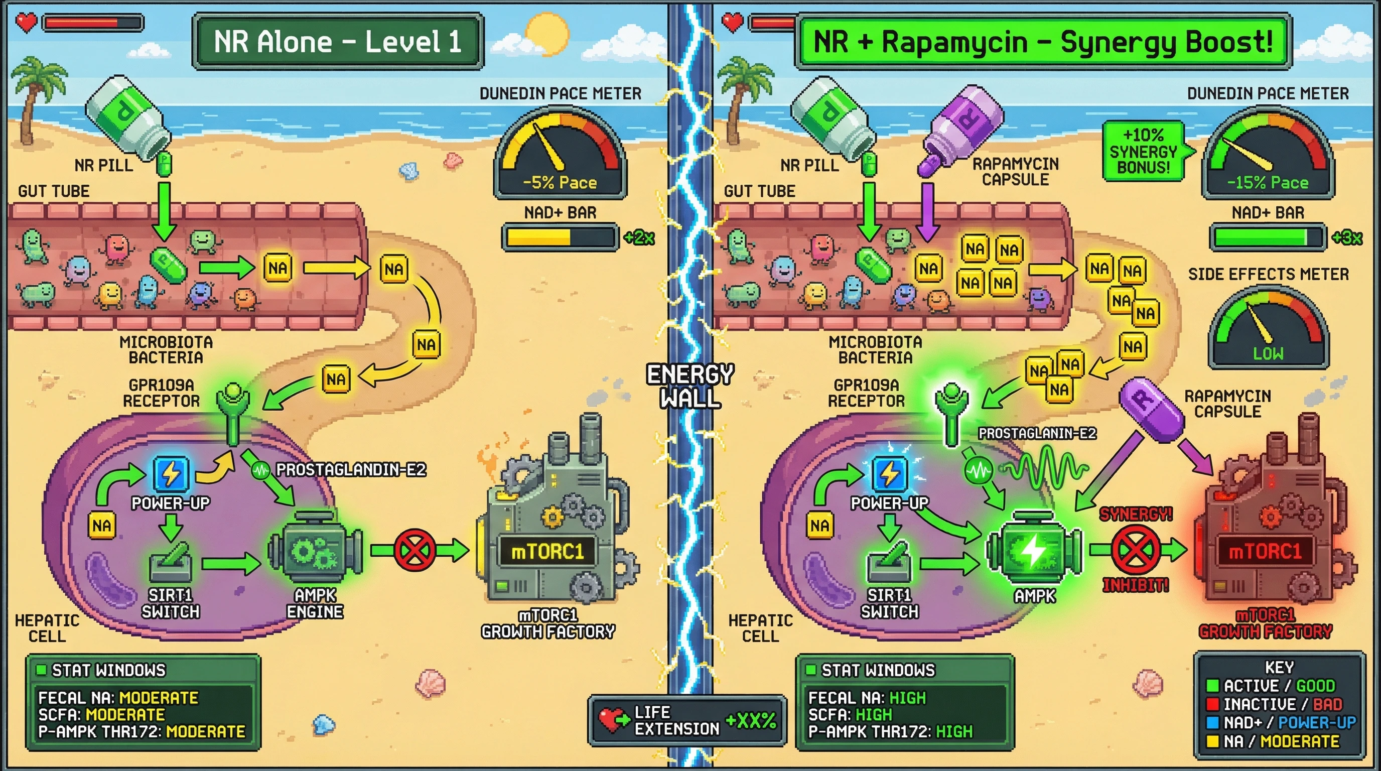Infographic for: Synergistic NAD+ Boost and mTOR Inhibition via Gut‑Derived Nicotinic Acid Enhances Pace‑of‑Aging Improvement When Combining NR with Intermittent Rapamycin