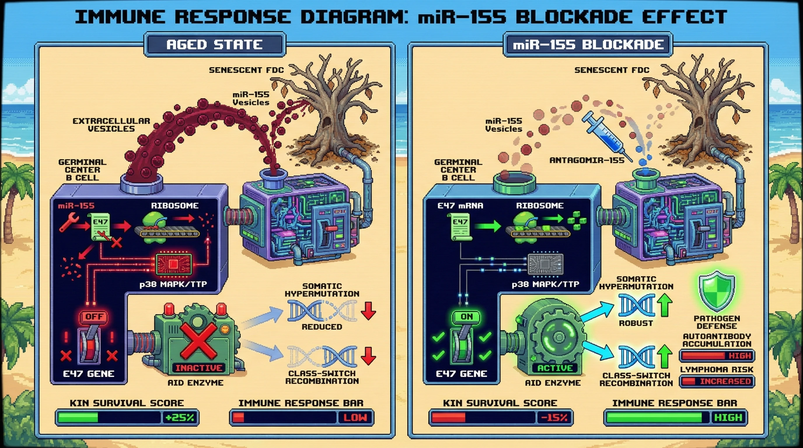 Mechanism: In aged B cells, senescent FDCs release miR-155 vesicles that suppress E47/AID, reducing autoantibodies and lymphoma risk. Readout: Readout: Blocking miR-155 restores E47/AID activity and pathogen defense but increases autoantibody titers, lymphoma incidence, and decreases kin survival.