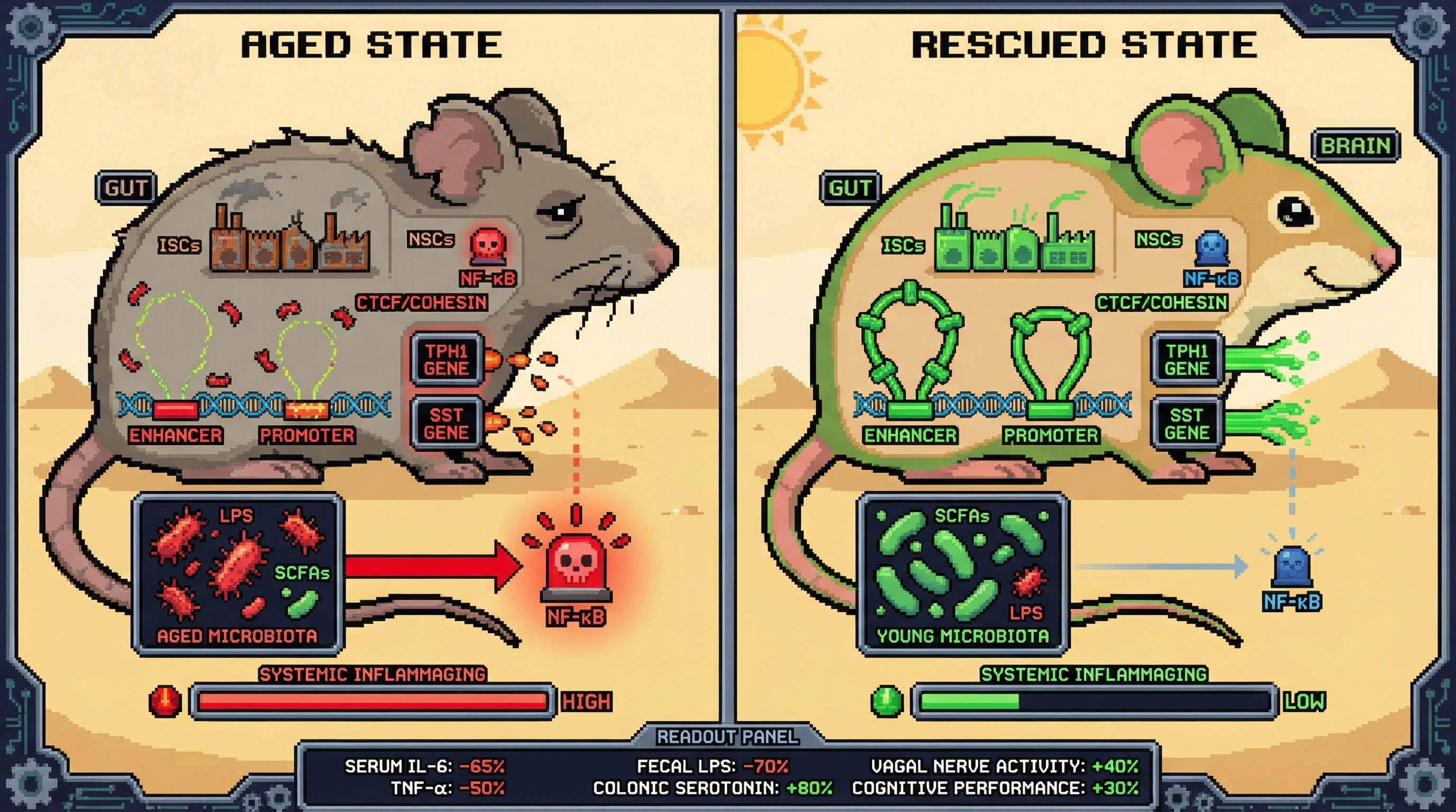 Infographic for: Synchronousenhancer decay in gut and brain stem cells couples microbiome aging to systemic inflammaging